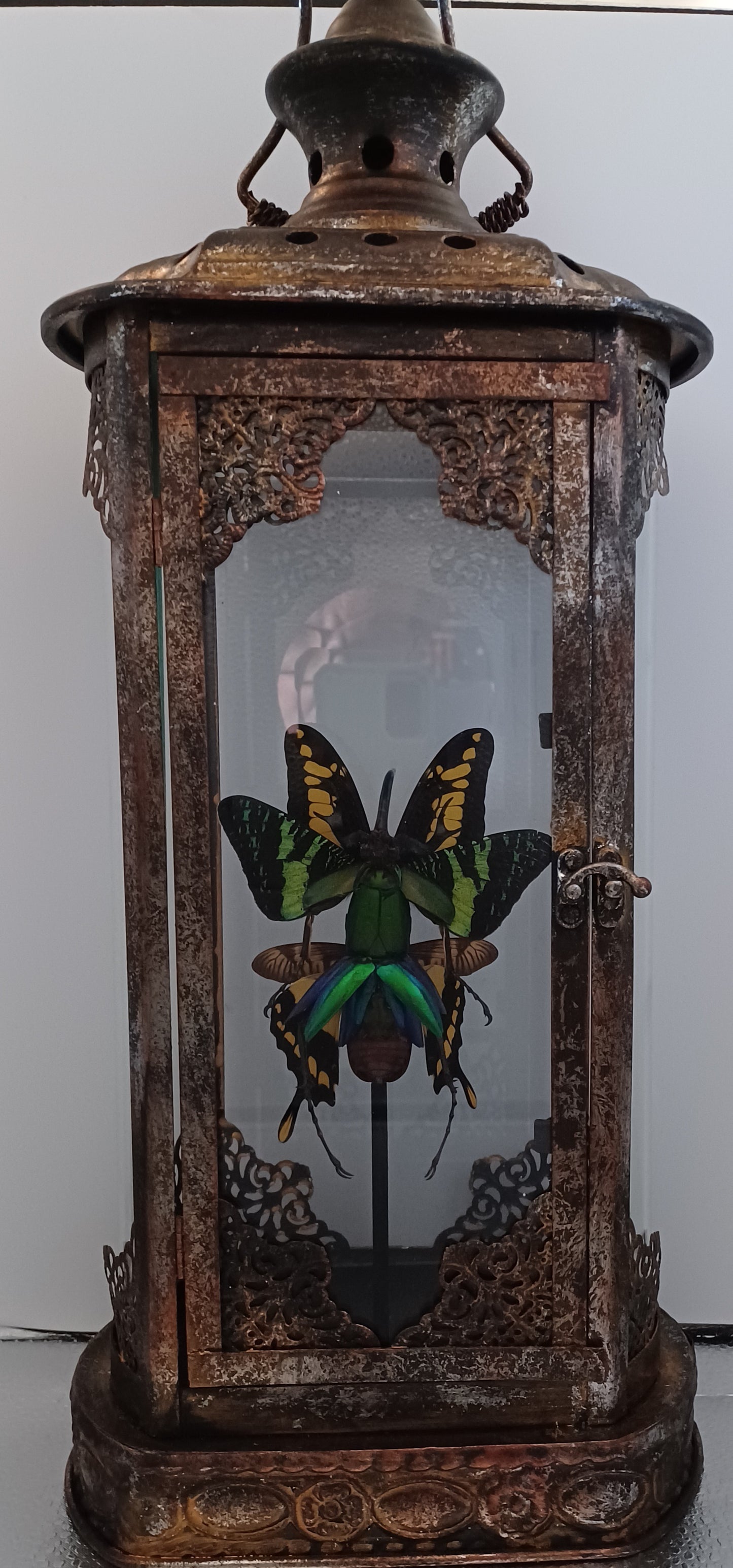 Mythix Fairy Scout - Specimen #021