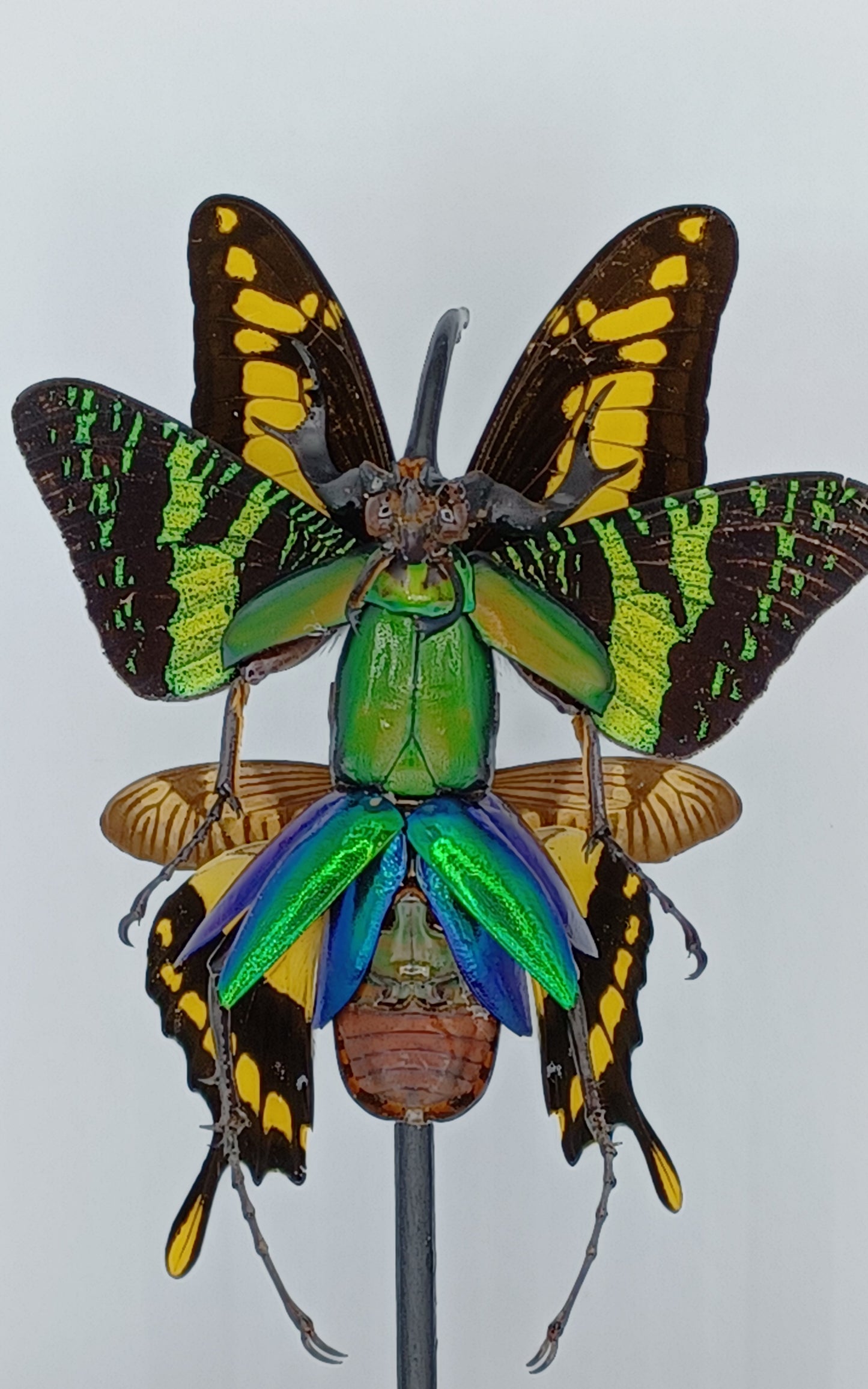 Mythix Fairy Scout - Specimen #021