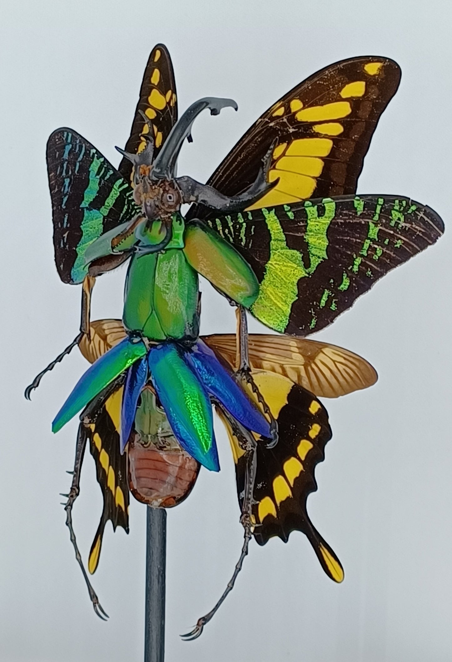 Mythix Fairy Scout - Specimen #021