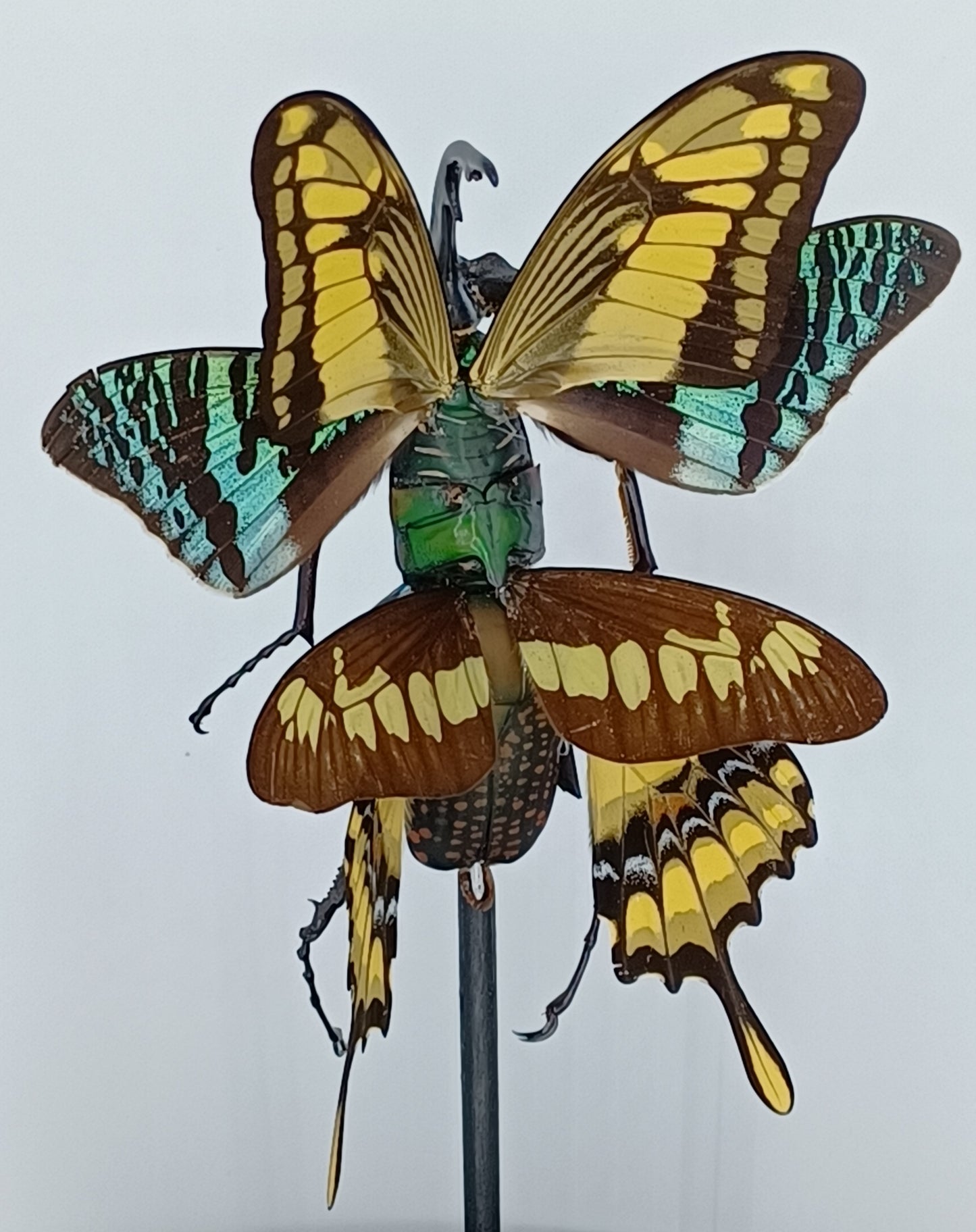 Mythix Fairy Scout - Specimen #021