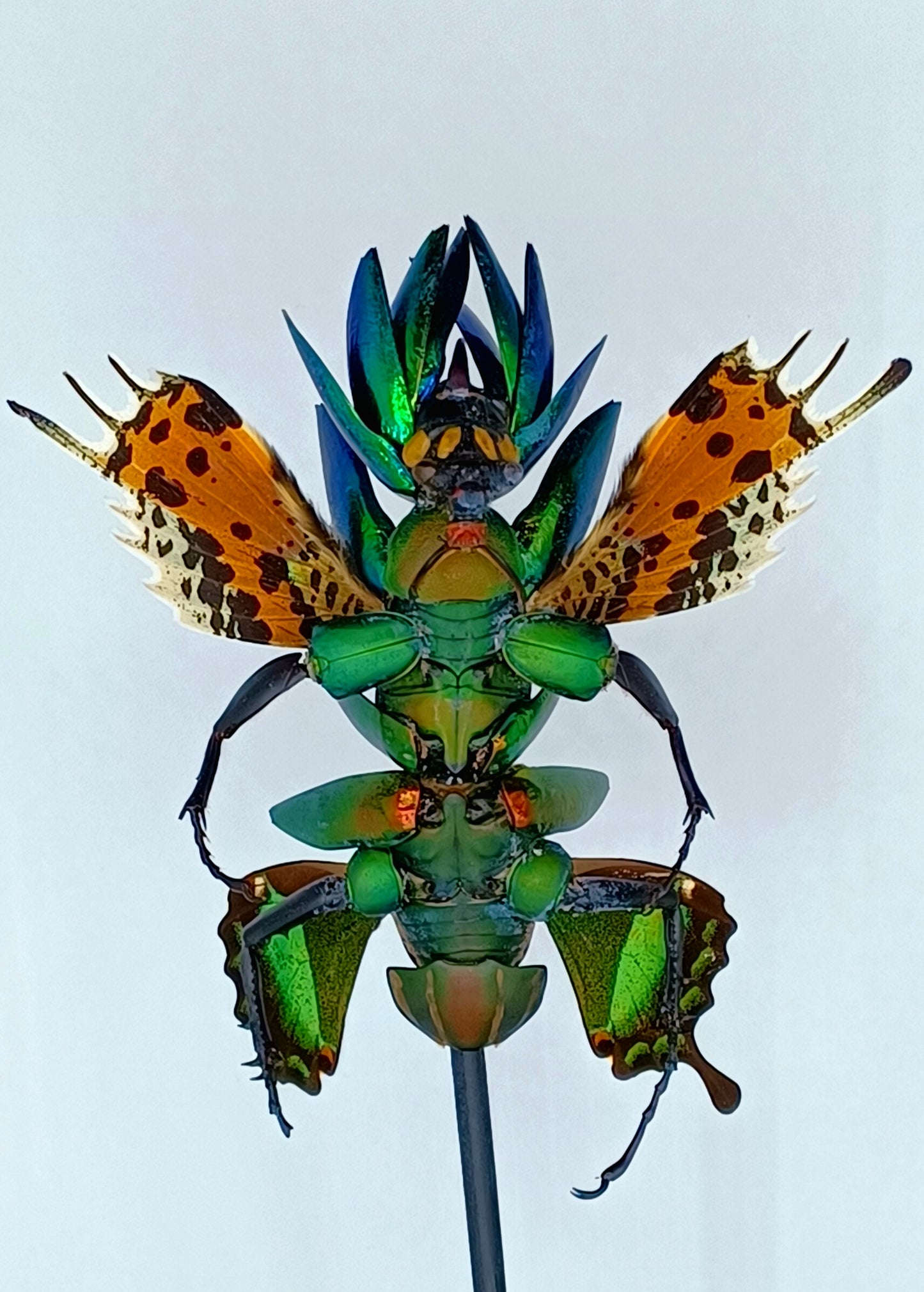 Mythix Fairy Scout - Specimen #011