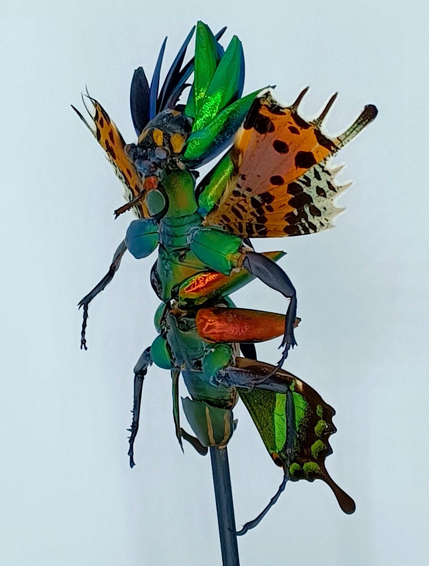 Mythix Fairy Scout - Specimen #011