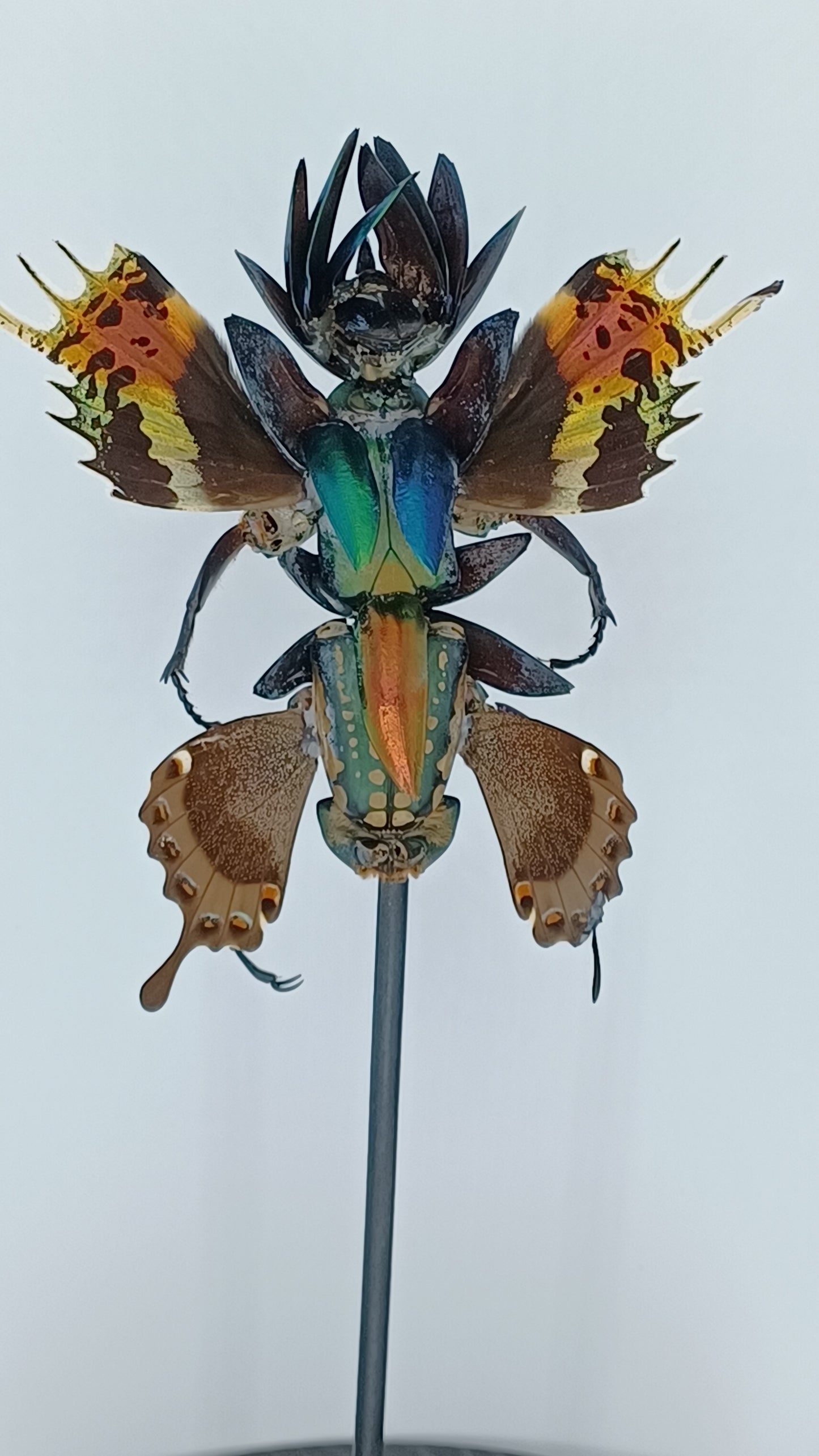 Mythix Fairy Scout - Specimen #011