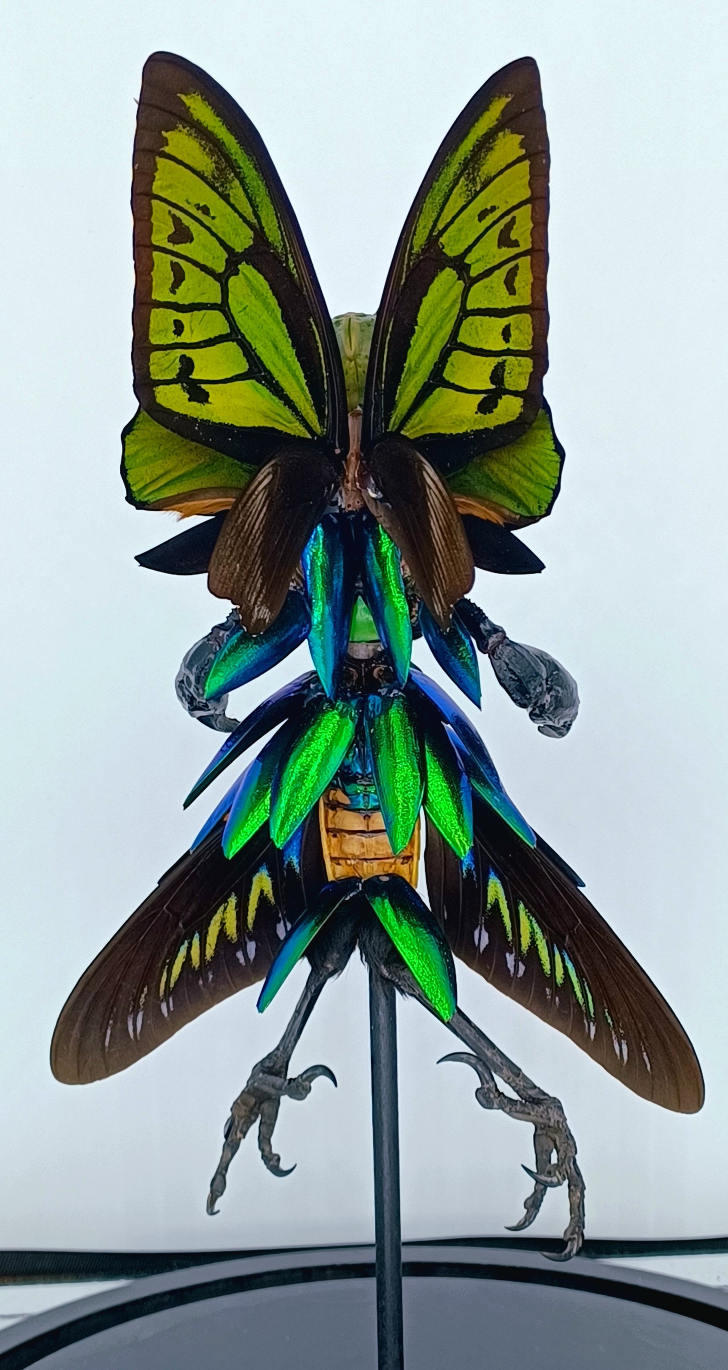 Mythix Royal Darkling Sprite - Specimen #012
