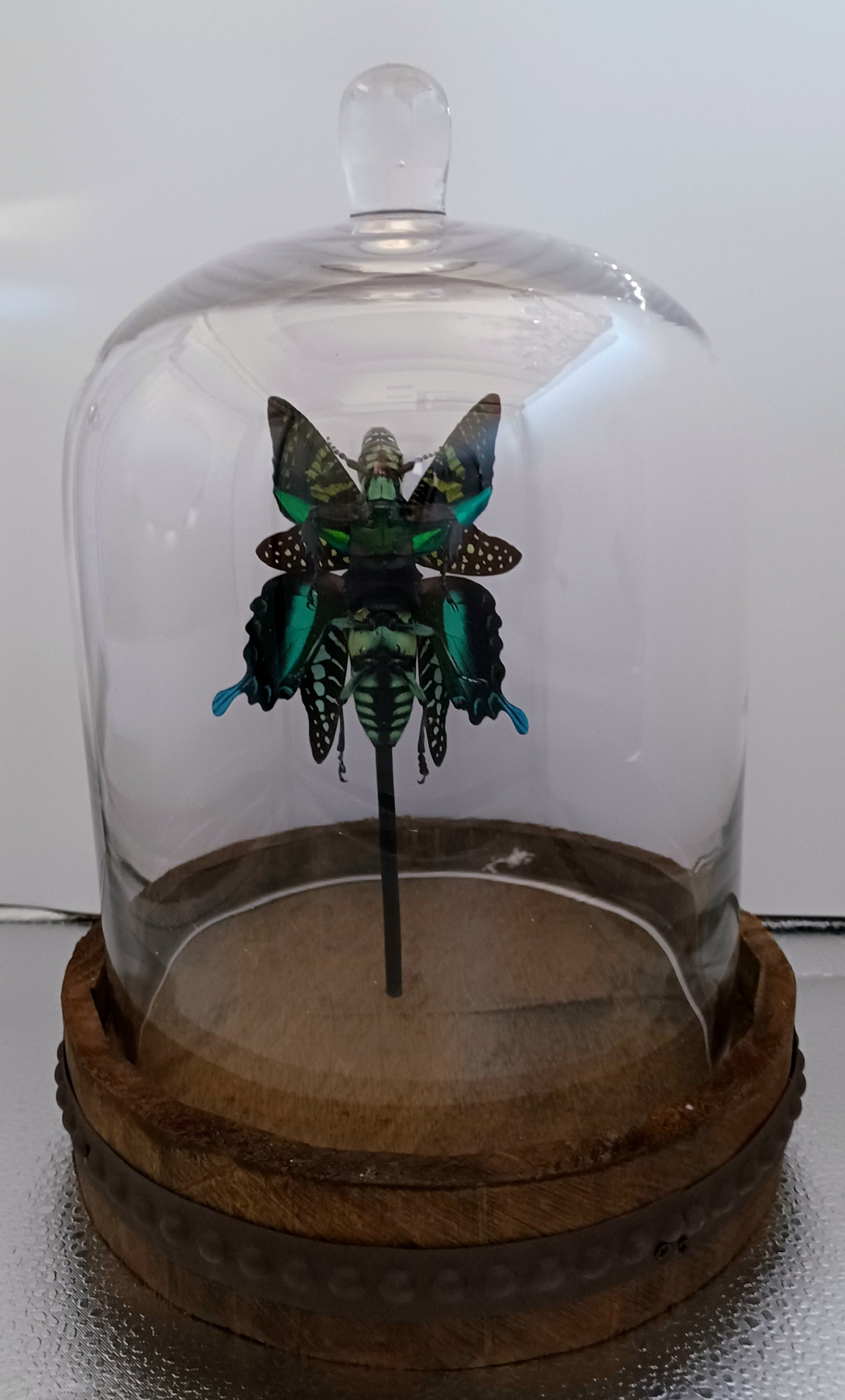Mythix Fairy Scout - Specimen #23