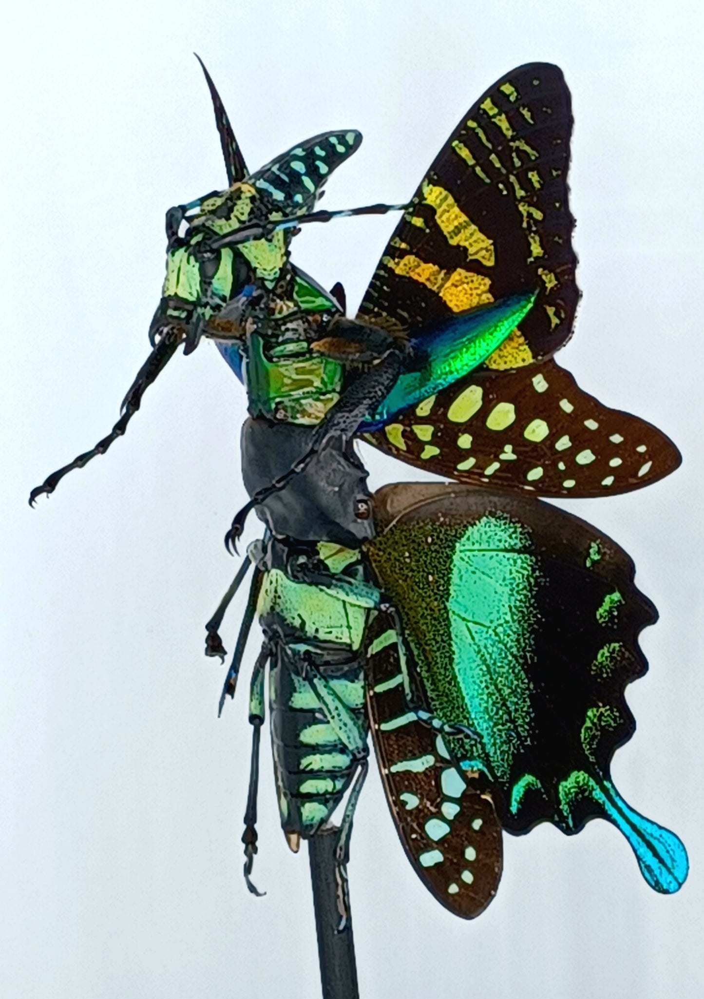 Mythix Fairy Scout - Specimen #23