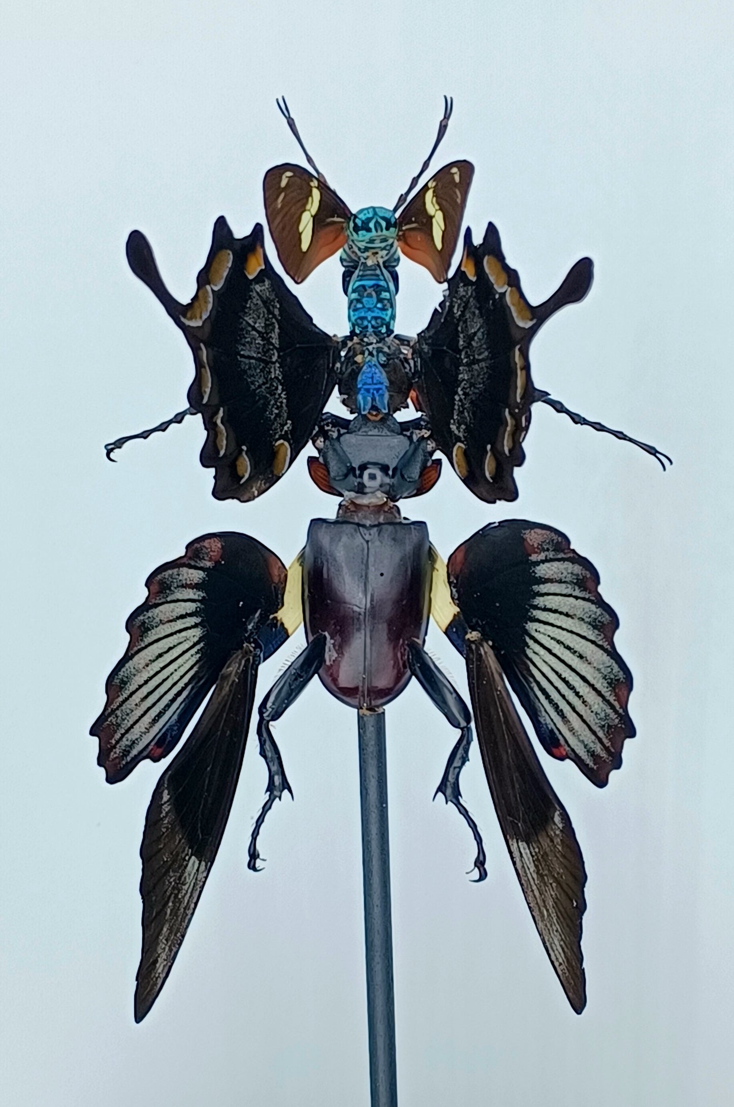 Mythix Fairy - Specimen #028