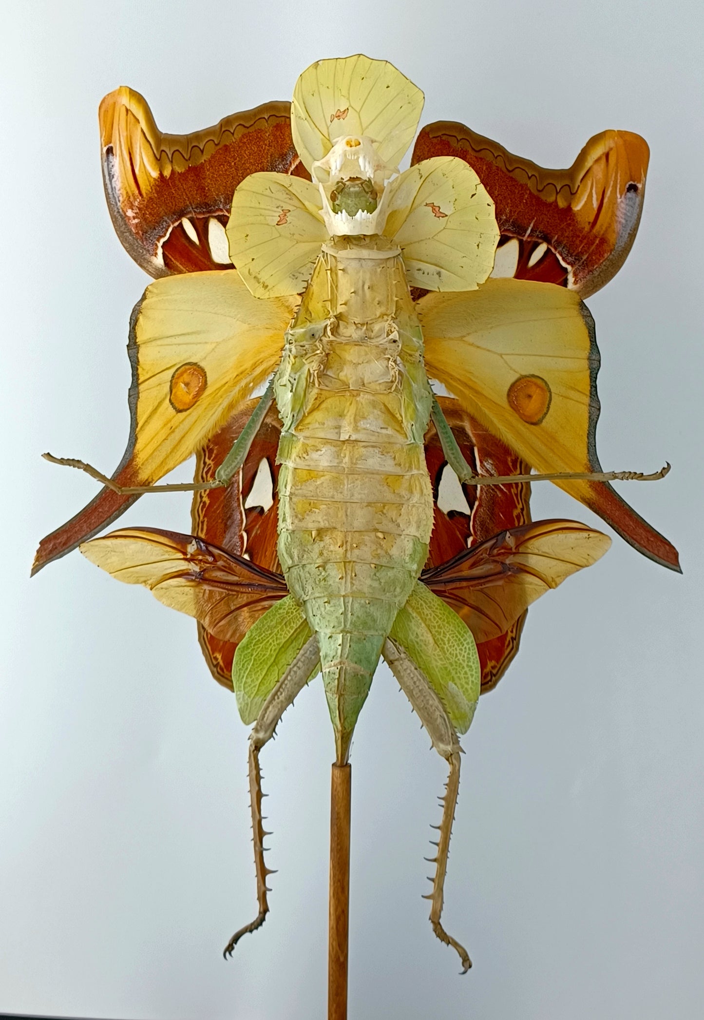 Mythix Fairy Scout - Specimen #038
