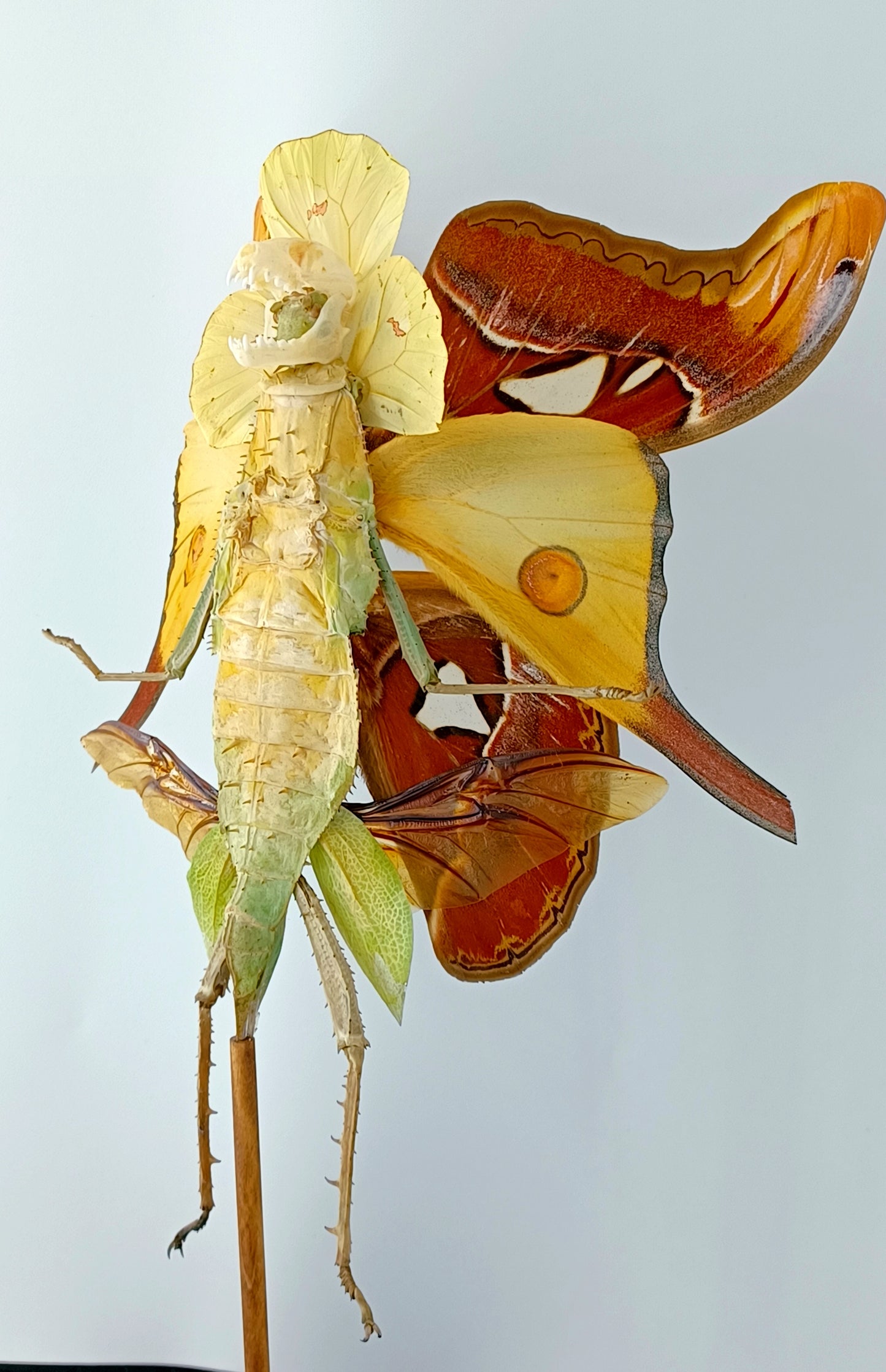 Mythix Fairy Scout - Specimen #038