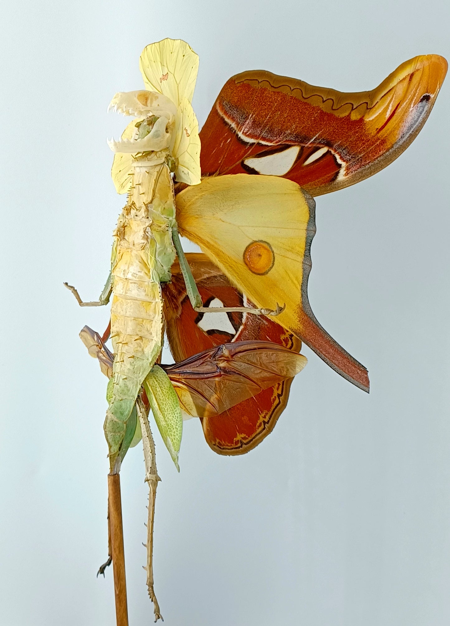 Mythix Fairy Scout - Specimen #038