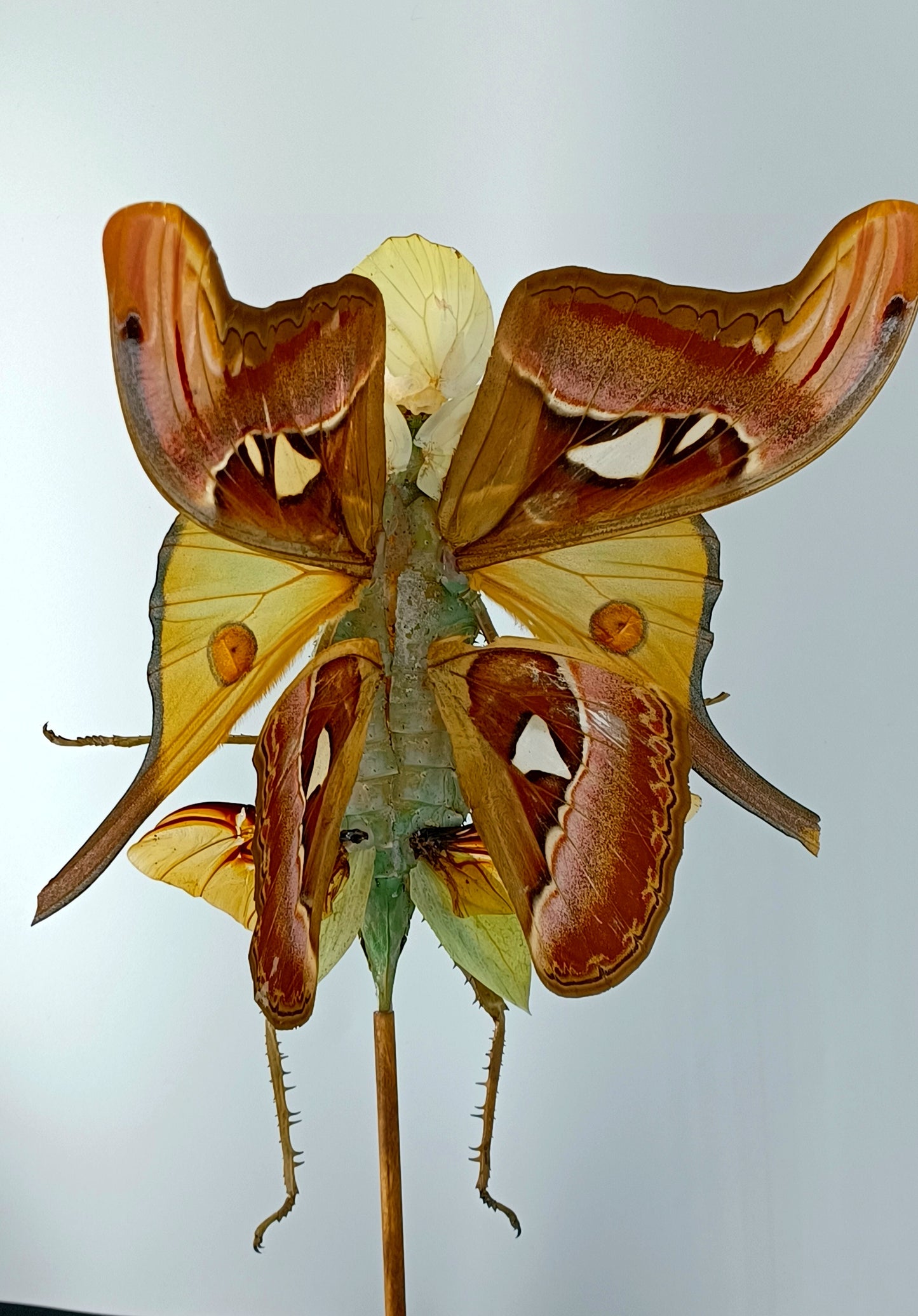 Mythix Fairy Scout - Specimen #038