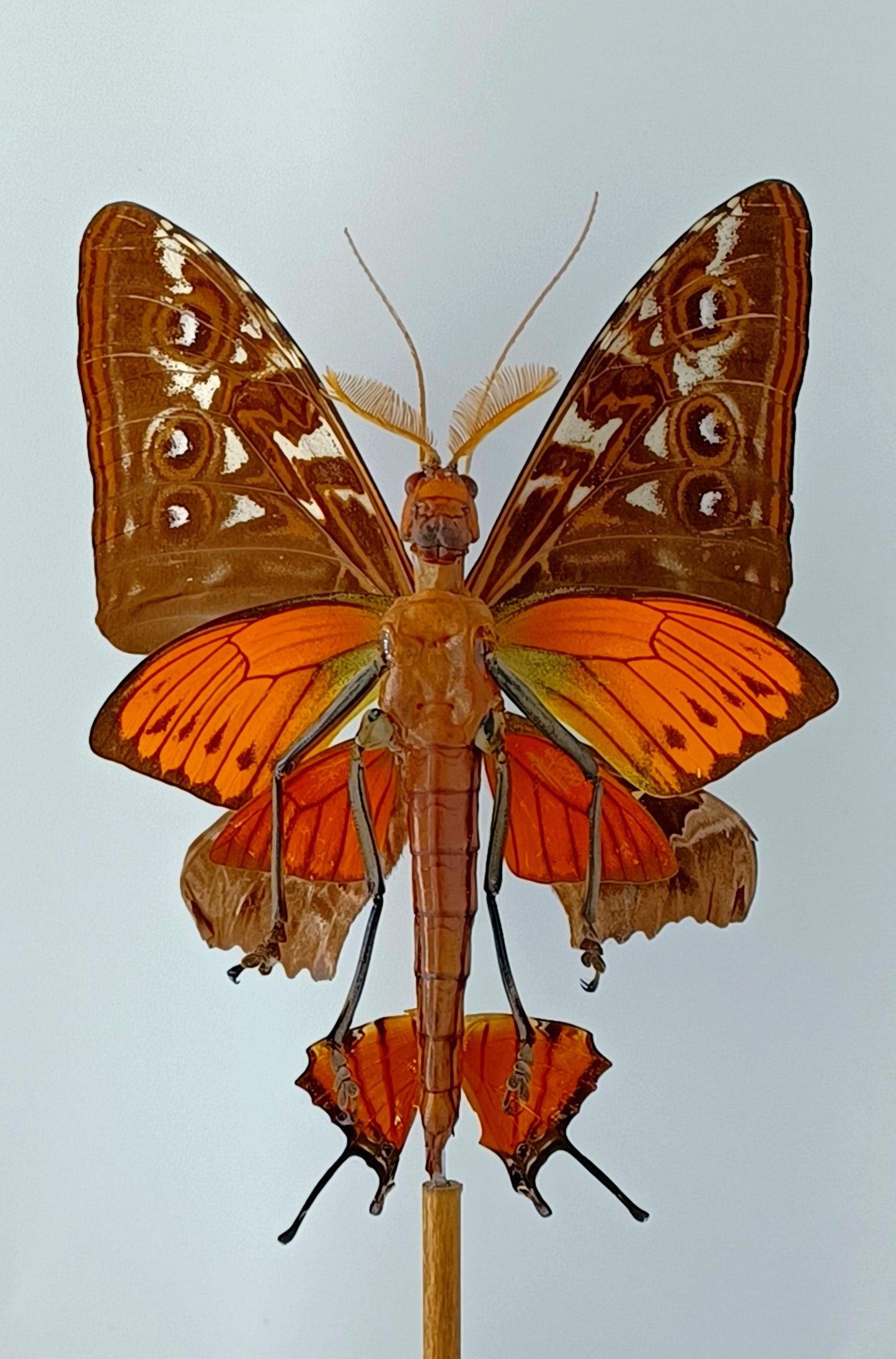Mythix Fairy - Specimen #040