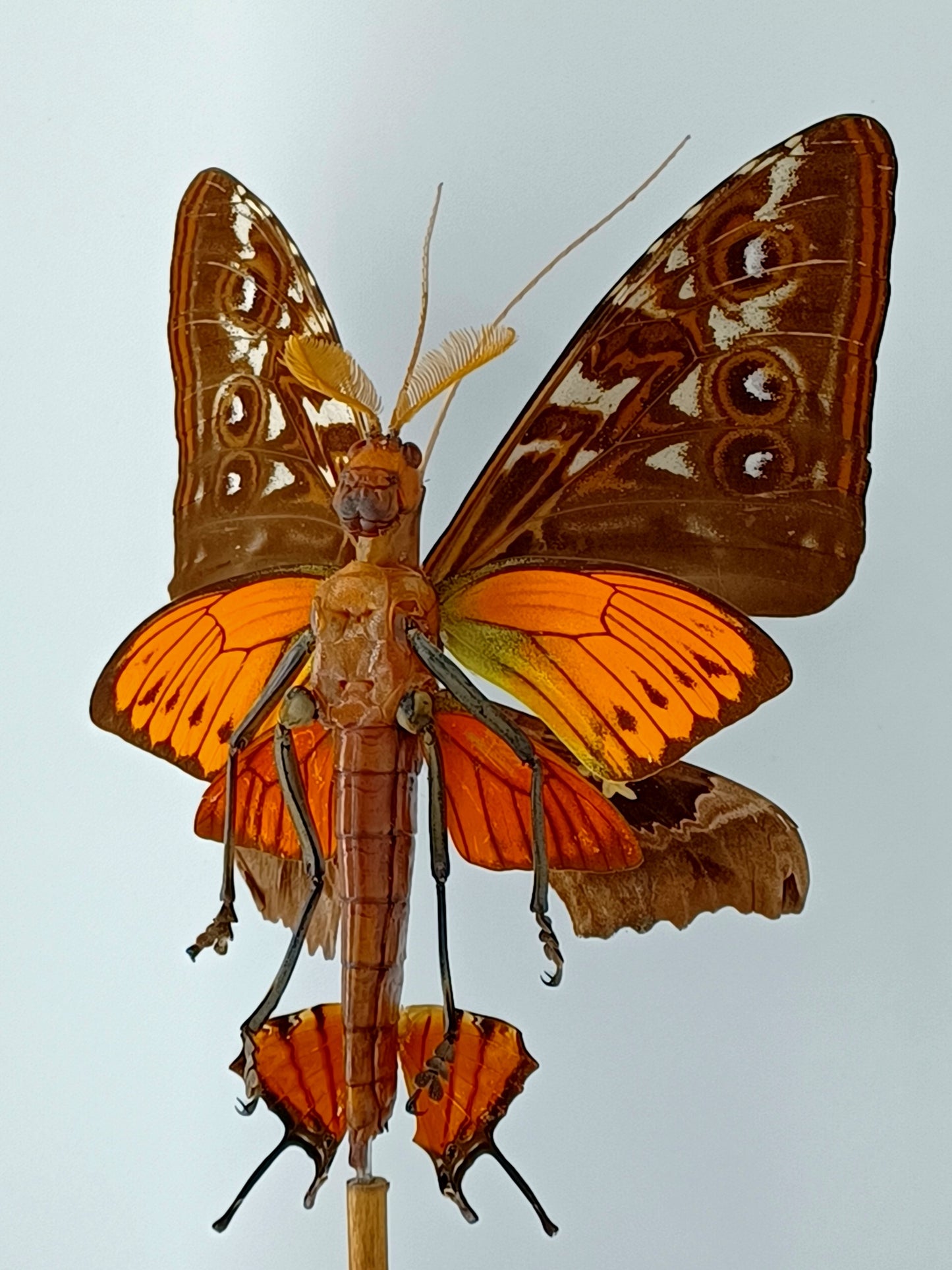 Mythix Fairy - Specimen #040