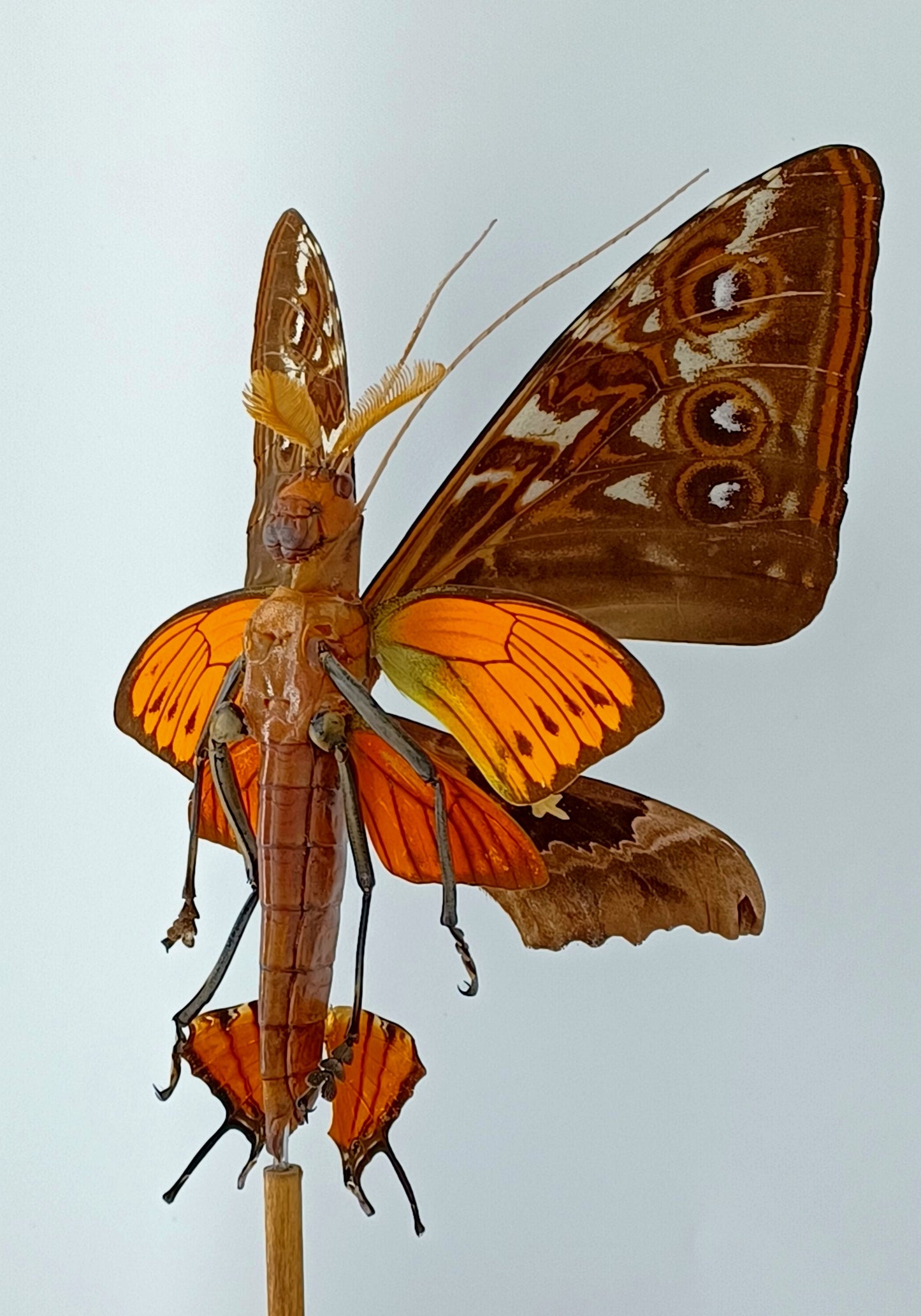 Mythix Fairy - Specimen #040