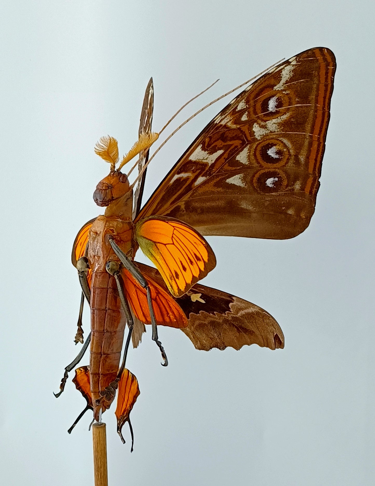 Mythix Fairy - Specimen #040