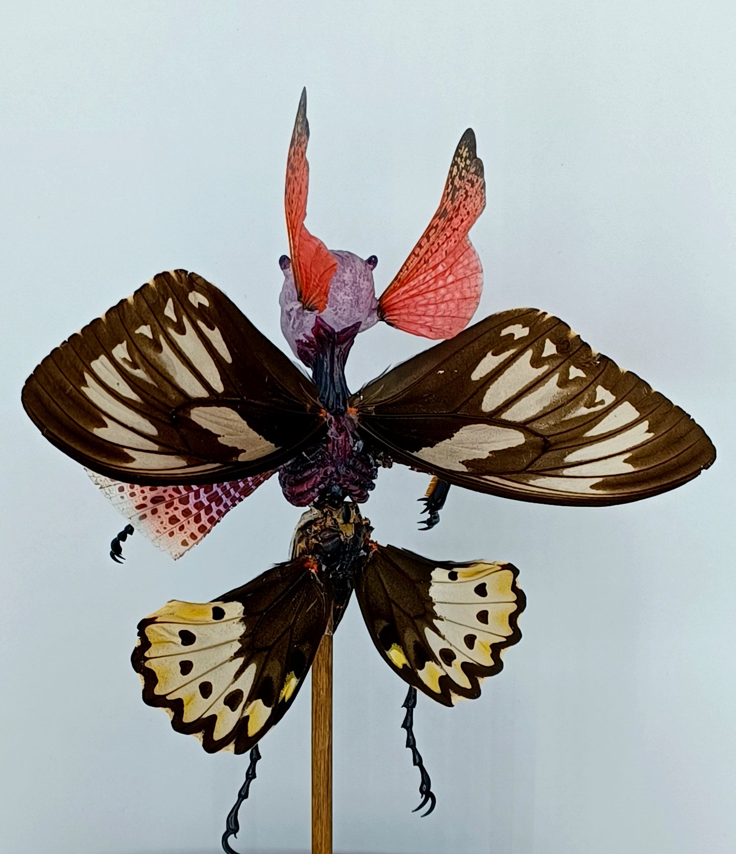Mythix Royal Fairy - Specimen #048