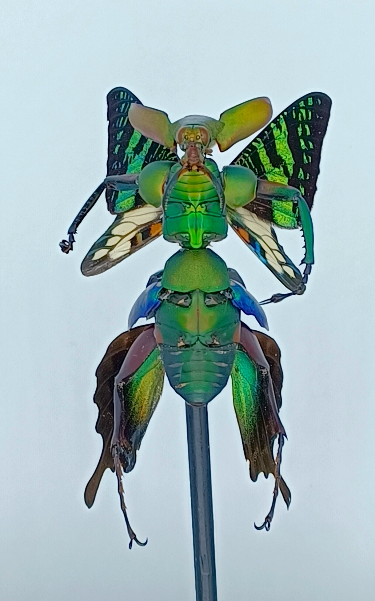 Mythix Fairy Scout - Specimen #049