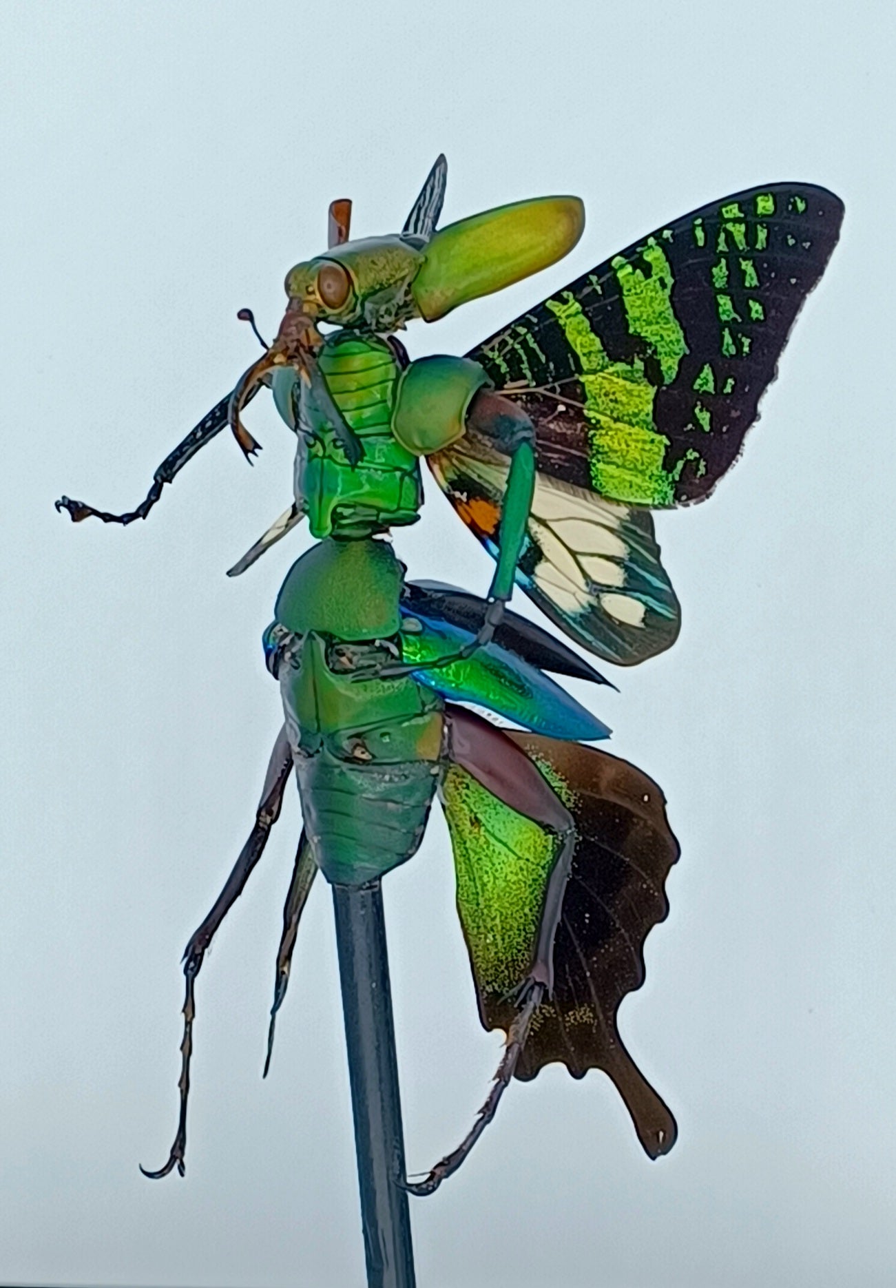 Mythix Fairy Scout - Specimen #049