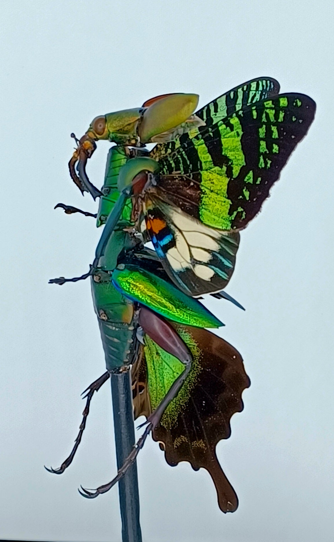 Mythix Fairy Scout - Specimen #049