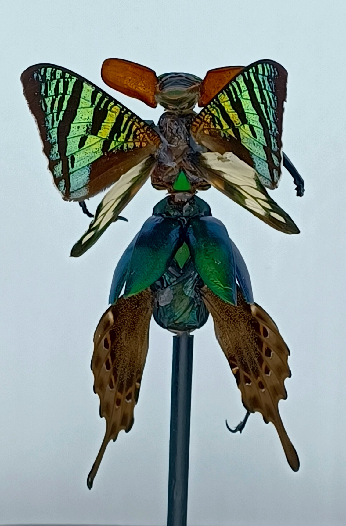 Mythix Fairy Scout - Specimen #049