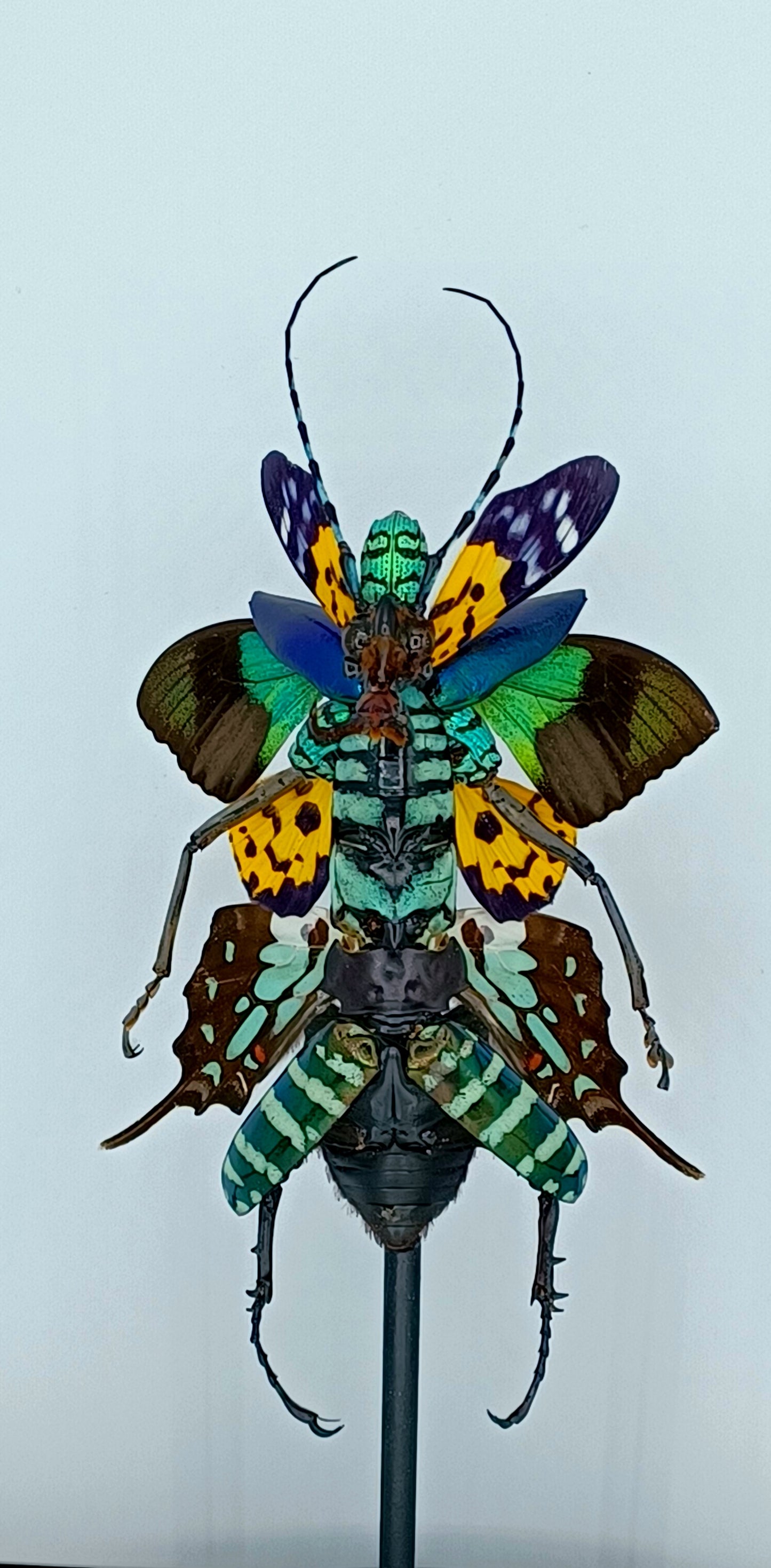 Mythix Fairy Scout - Specimen #050