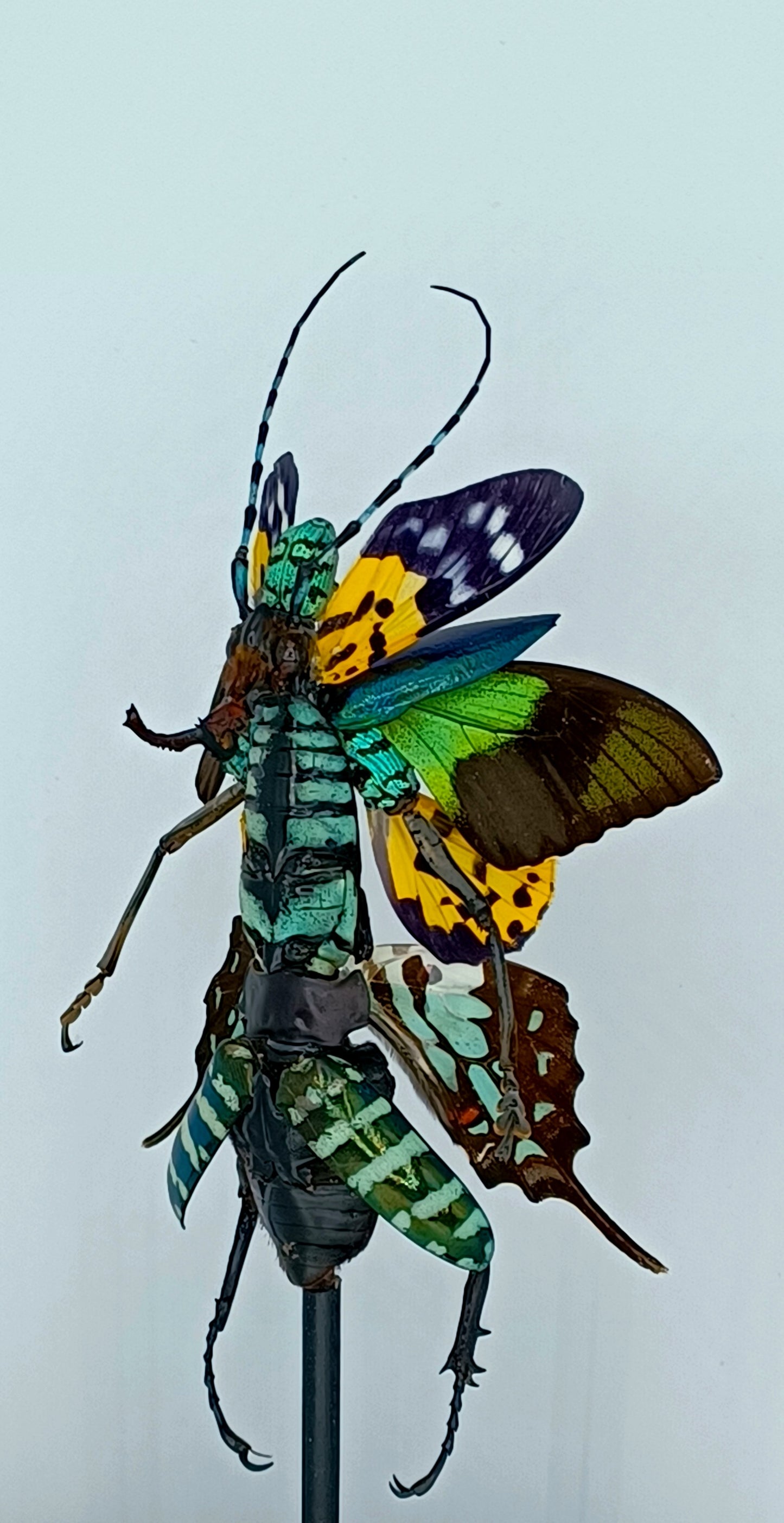 Mythix Fairy Scout - Specimen #050
