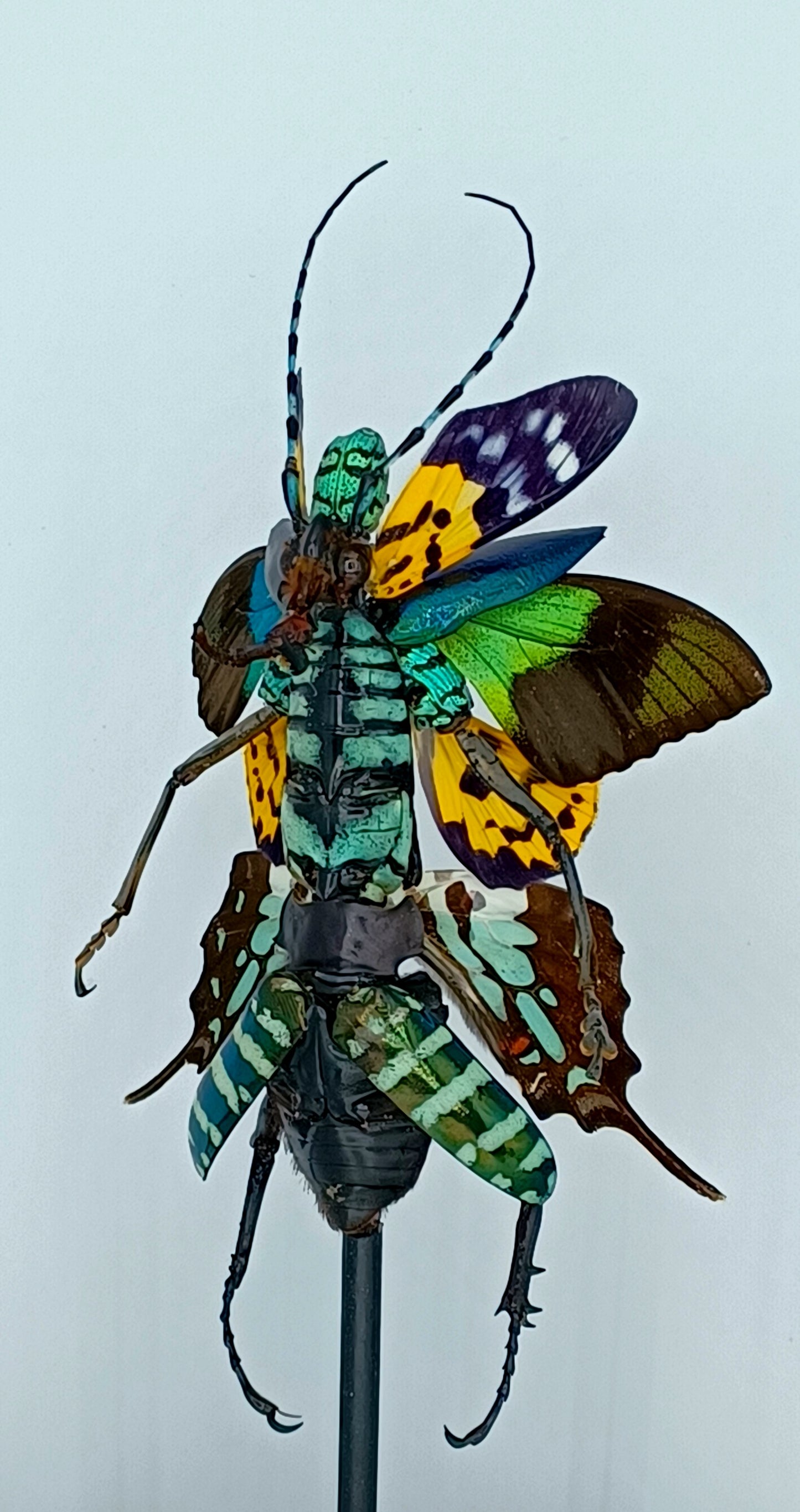 Mythix Fairy Scout - Specimen #050