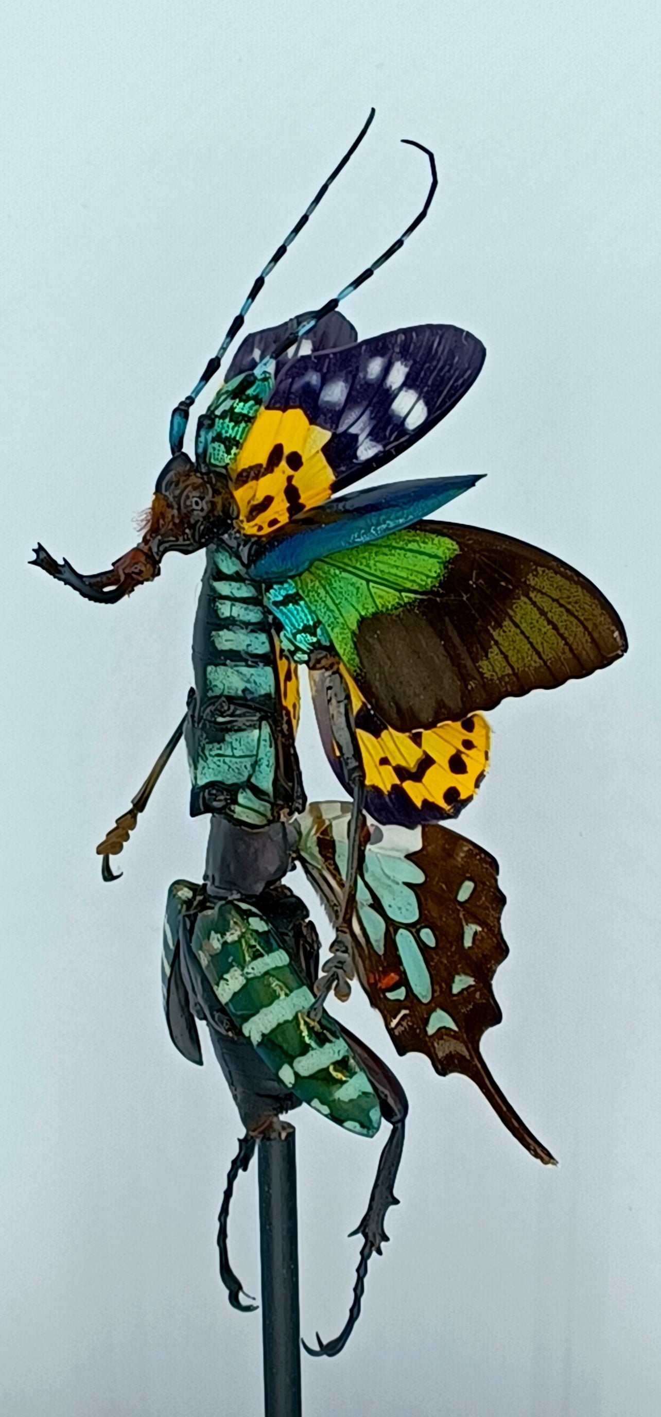 Mythix Fairy Scout - Specimen #050