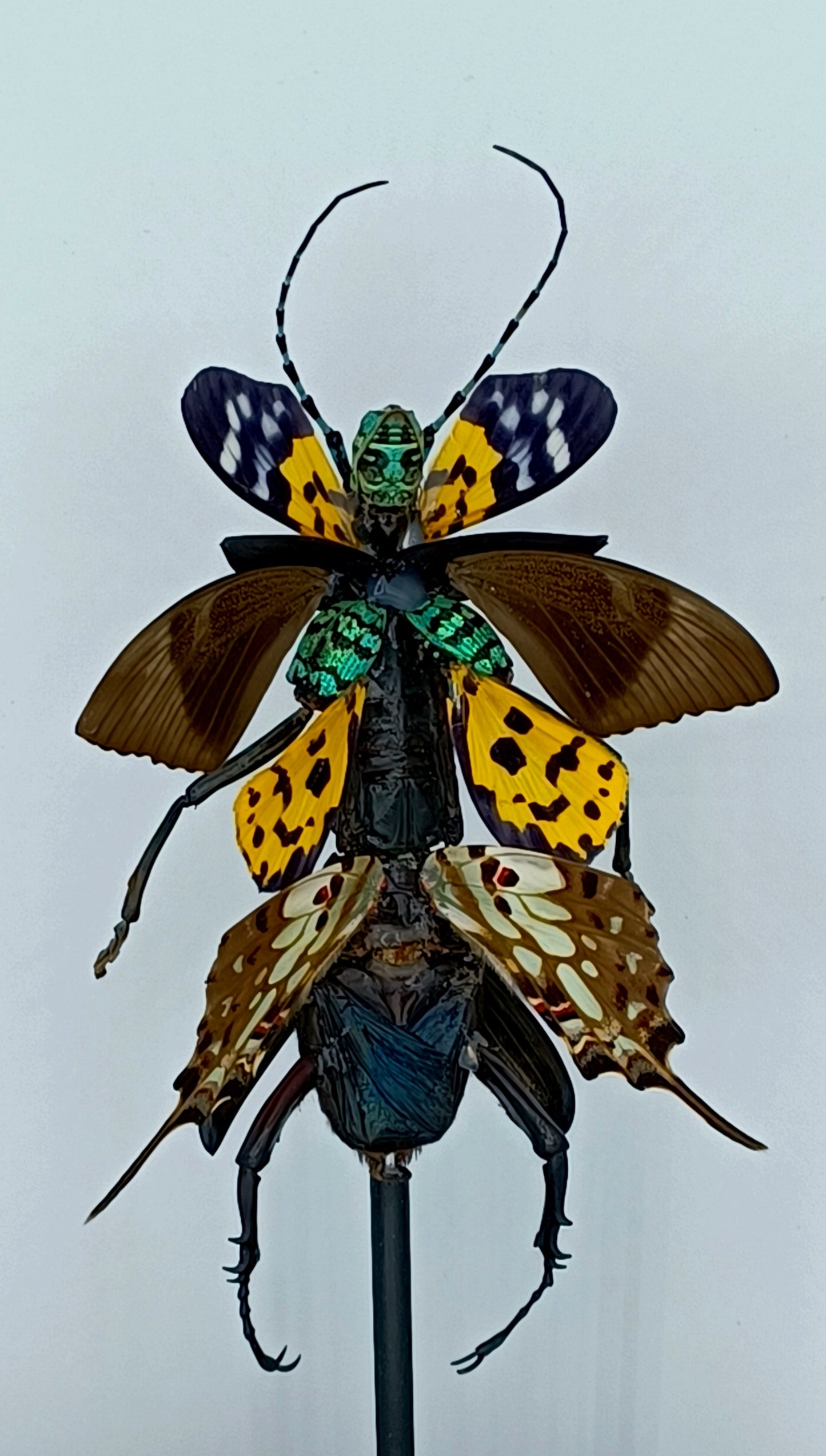Mythix Fairy Scout - Specimen #050