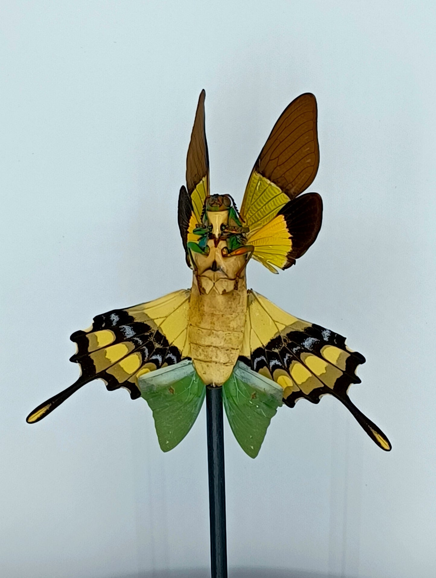 Mythix Fairy - Specimen #051