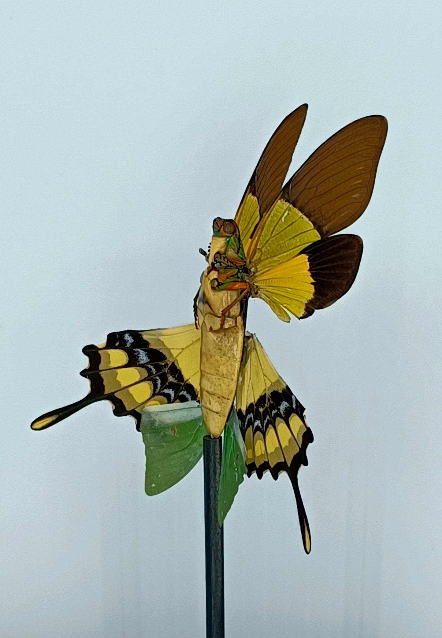 Mythix Fairy - Specimen #051