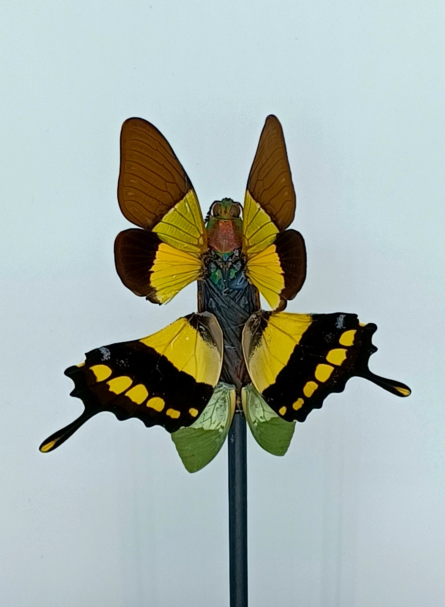 Mythix Fairy - Specimen #051