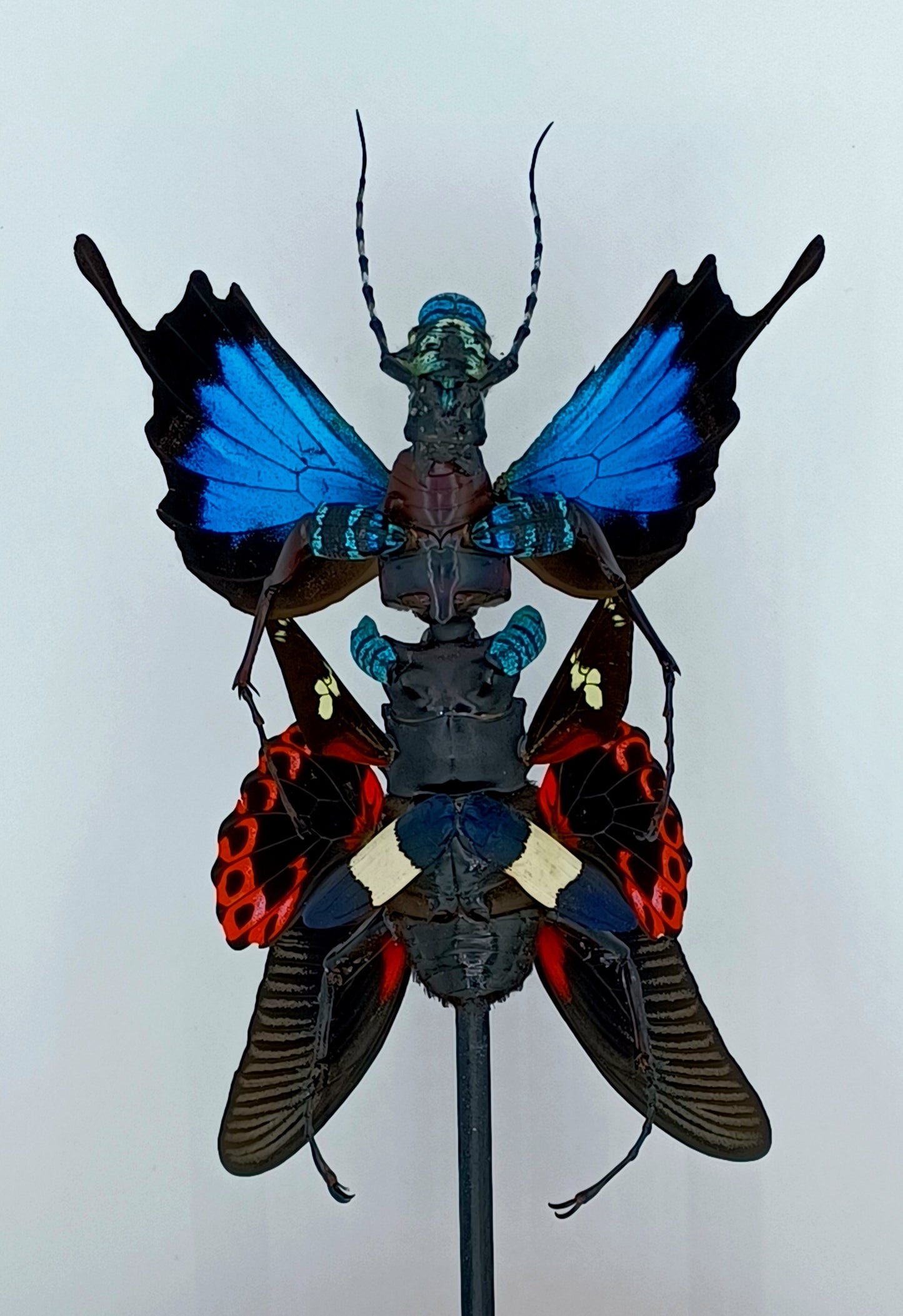 Mythix Fairy Scout - Specimen #053