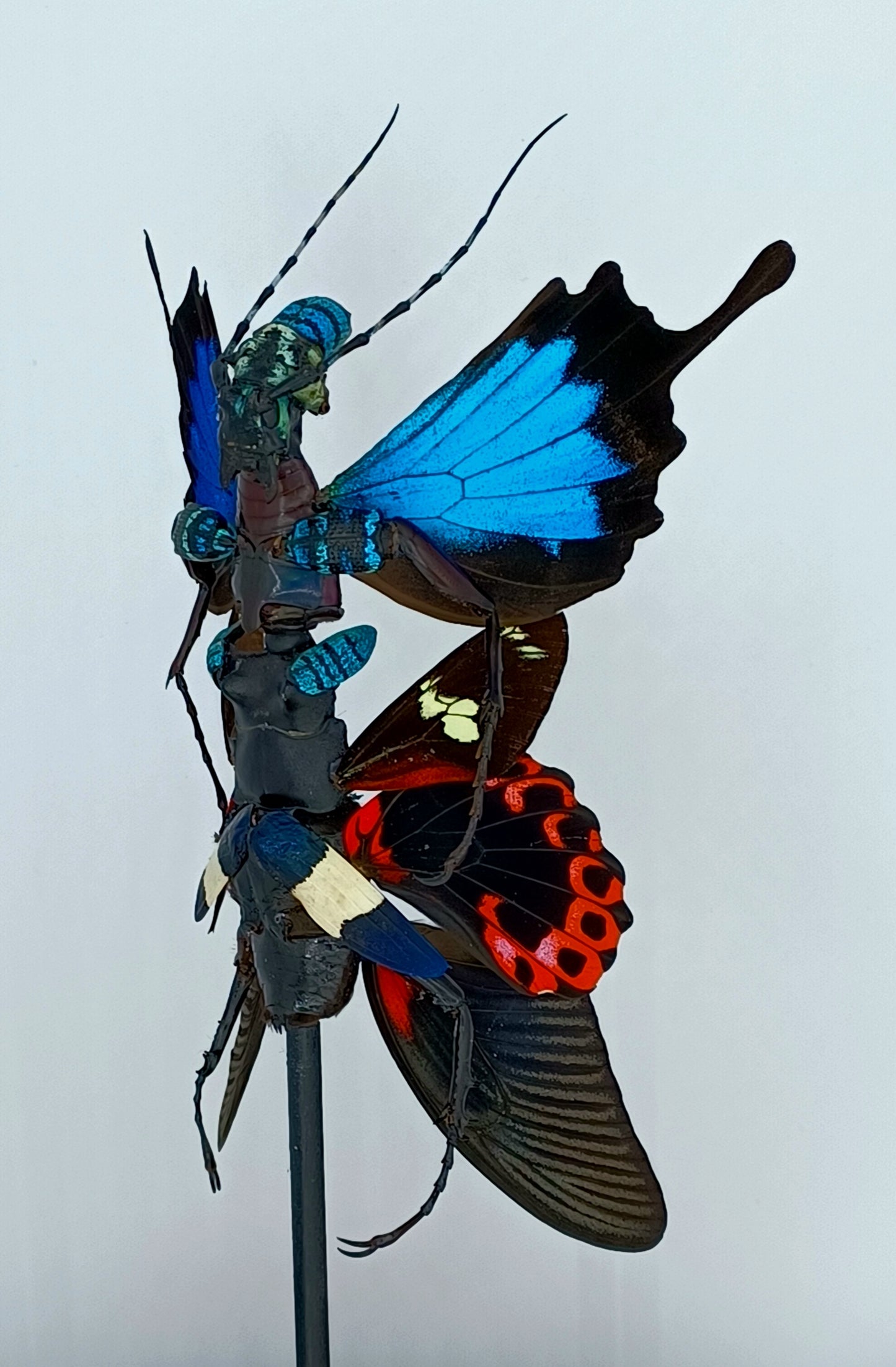 Mythix Fairy Scout - Specimen #053