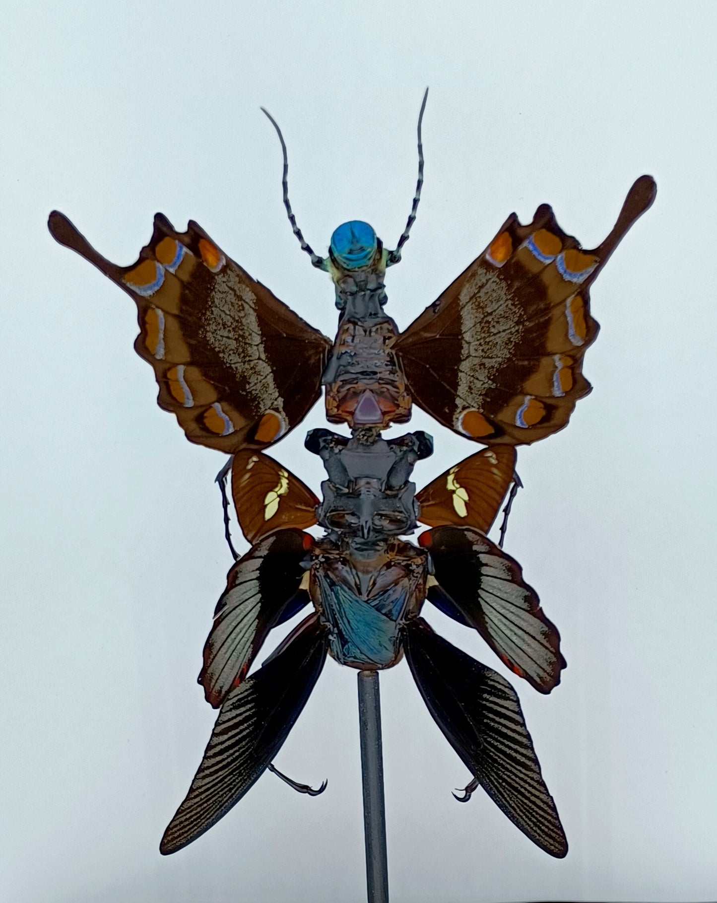 Mythix Fairy Scout - Specimen #053