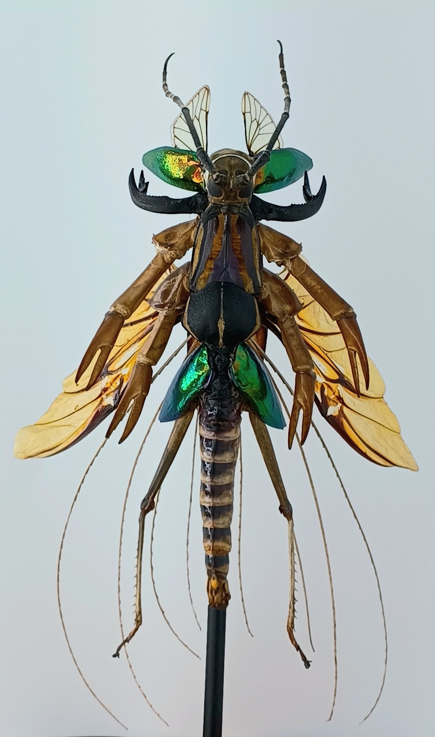 Mythix Fairy Scout - Specimen #056