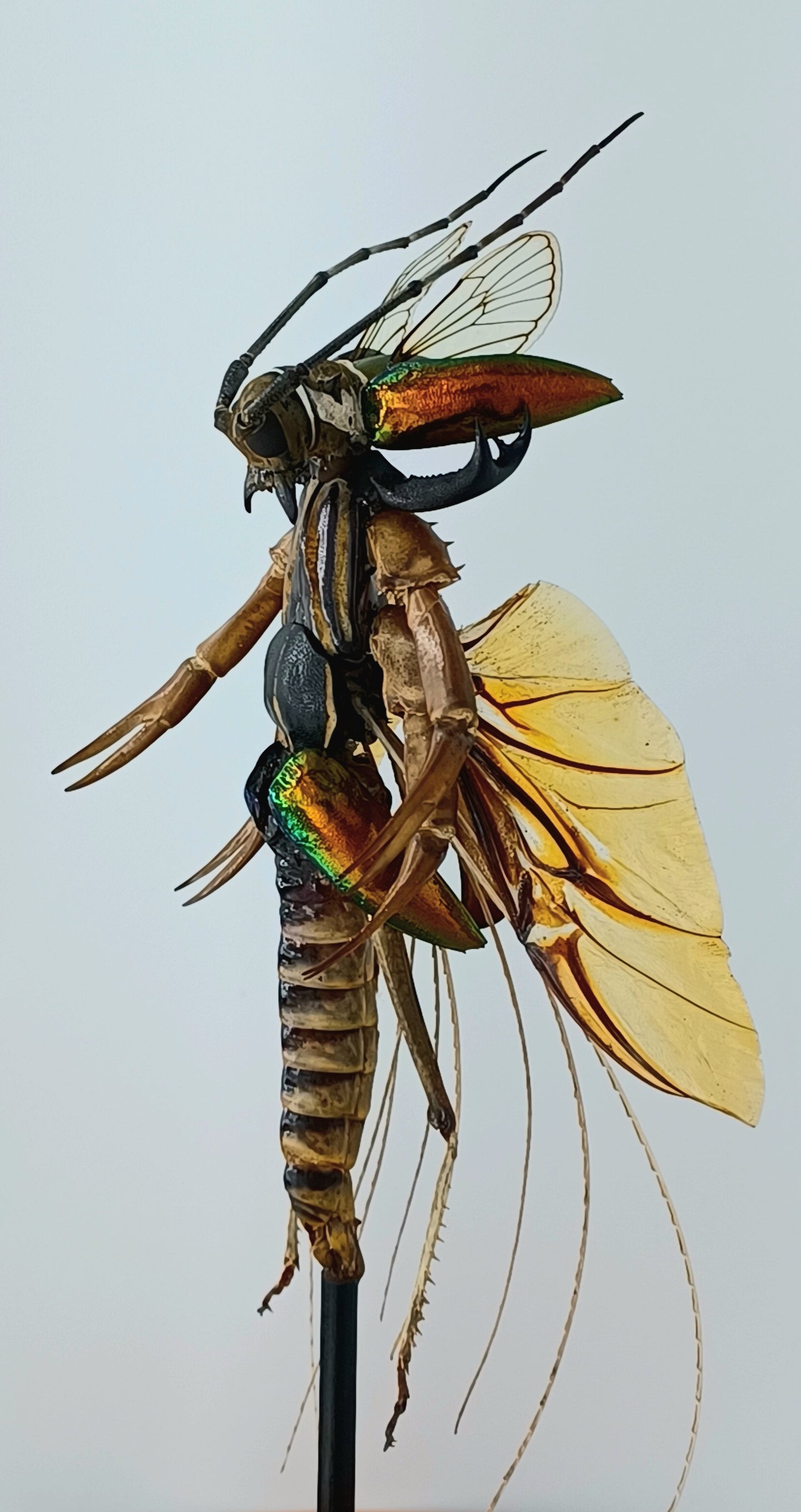 Mythix Fairy Scout - Specimen #056