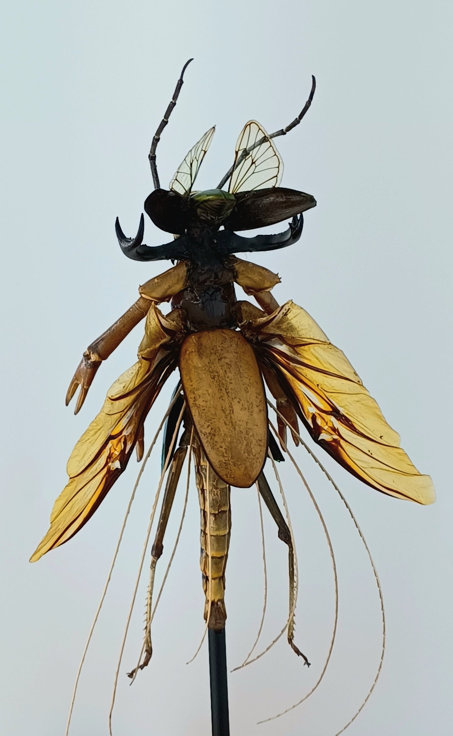 Mythix Fairy Scout - Specimen #056