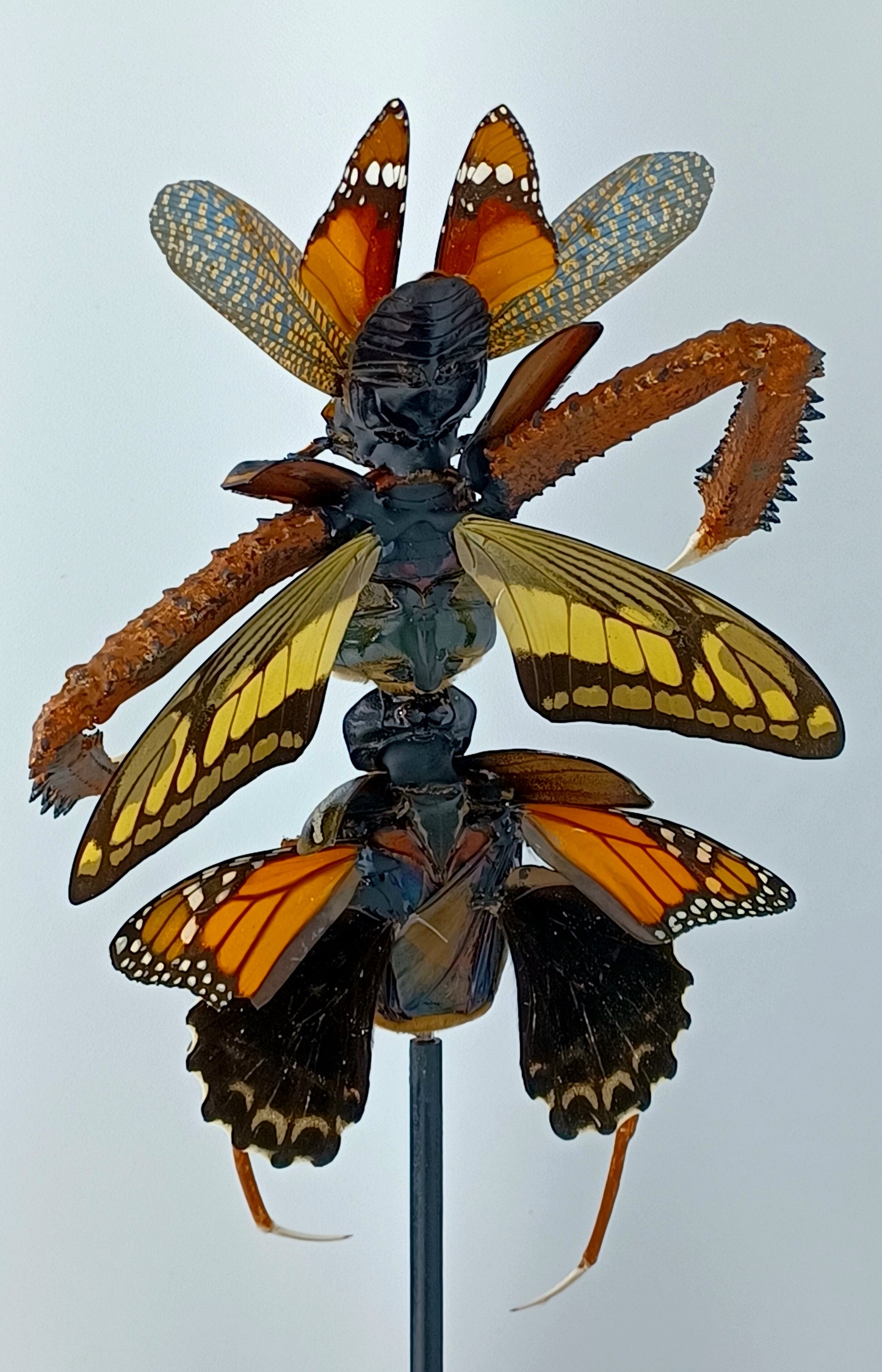Mythix Darkling Sprite Soldier - Specimen #055