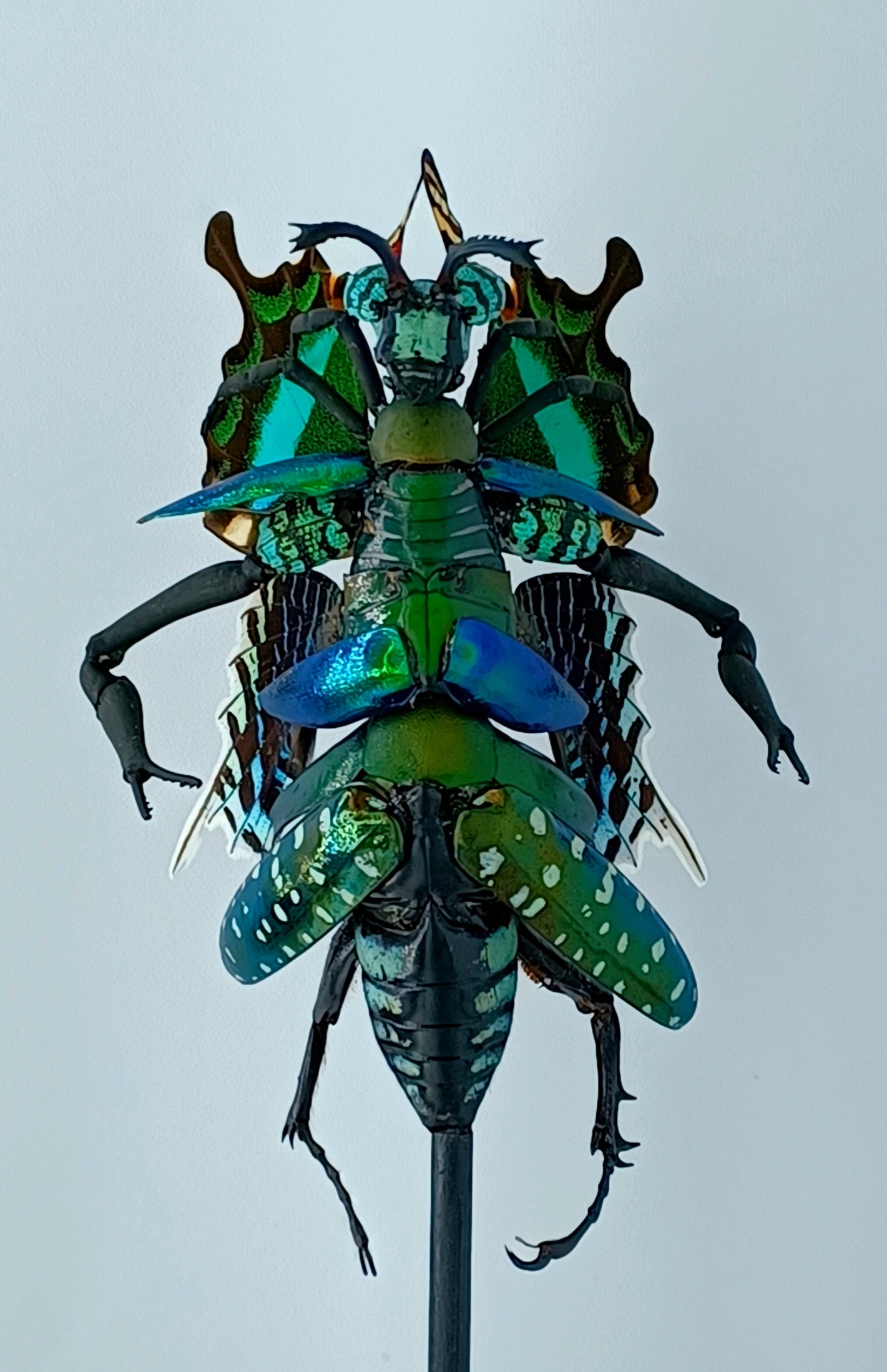 Mythix Fairy Scout - Specimen #057