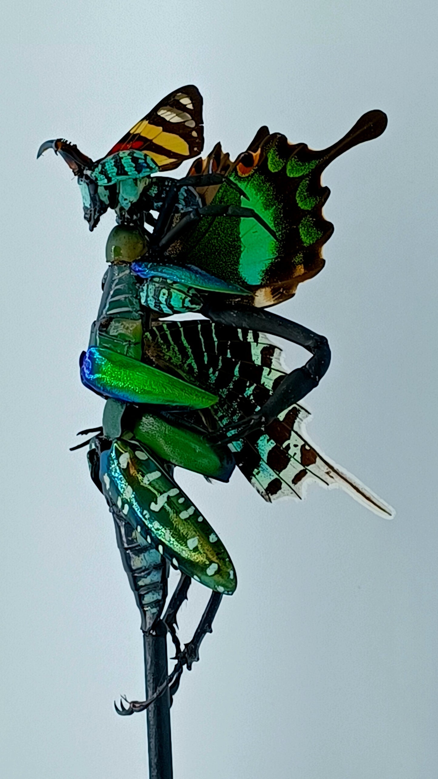 Mythix Fairy Scout - Specimen #057