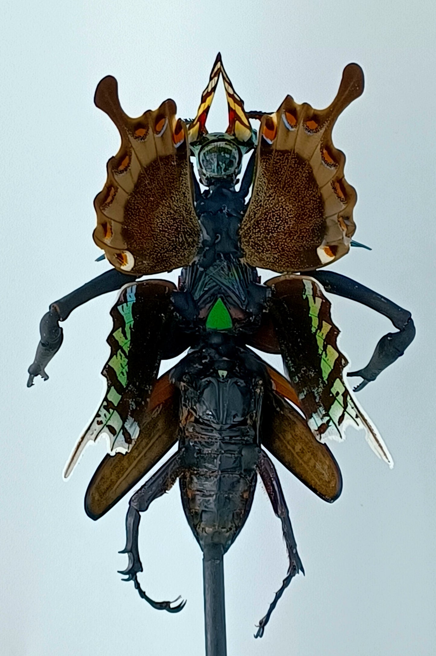 Mythix Fairy Scout - Specimen #057