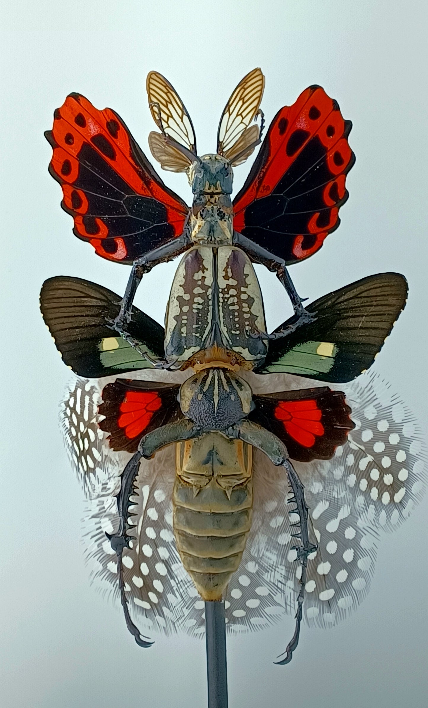 Mythix Fairy - Specimen #058