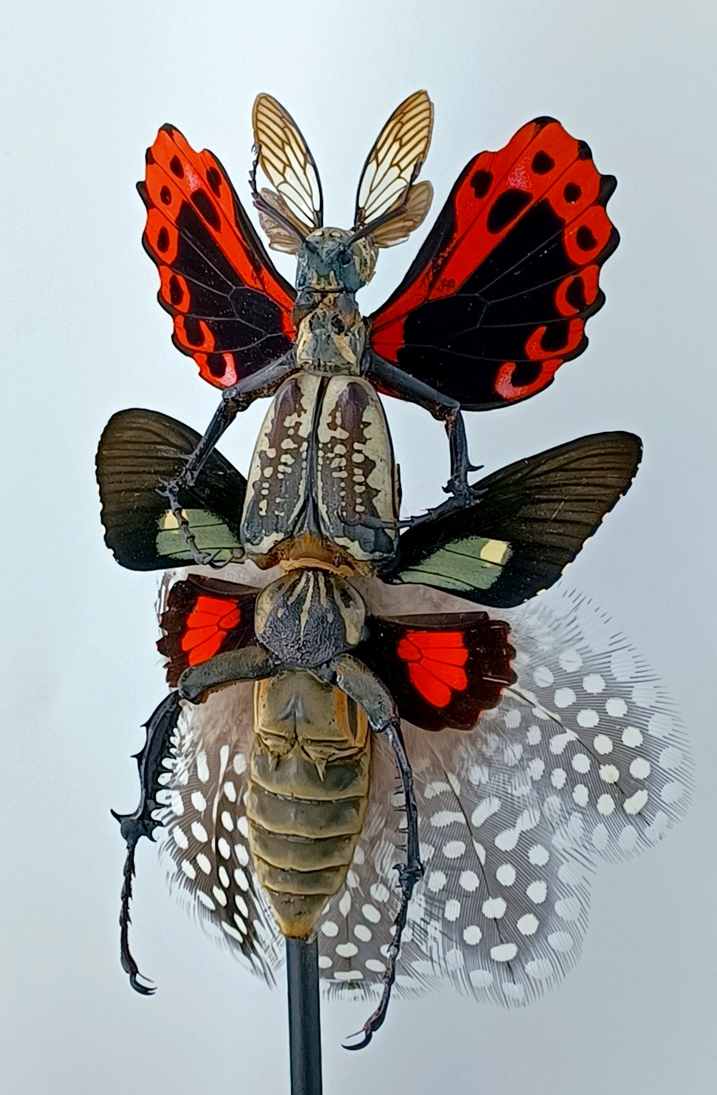 Mythix Fairy - Specimen #058