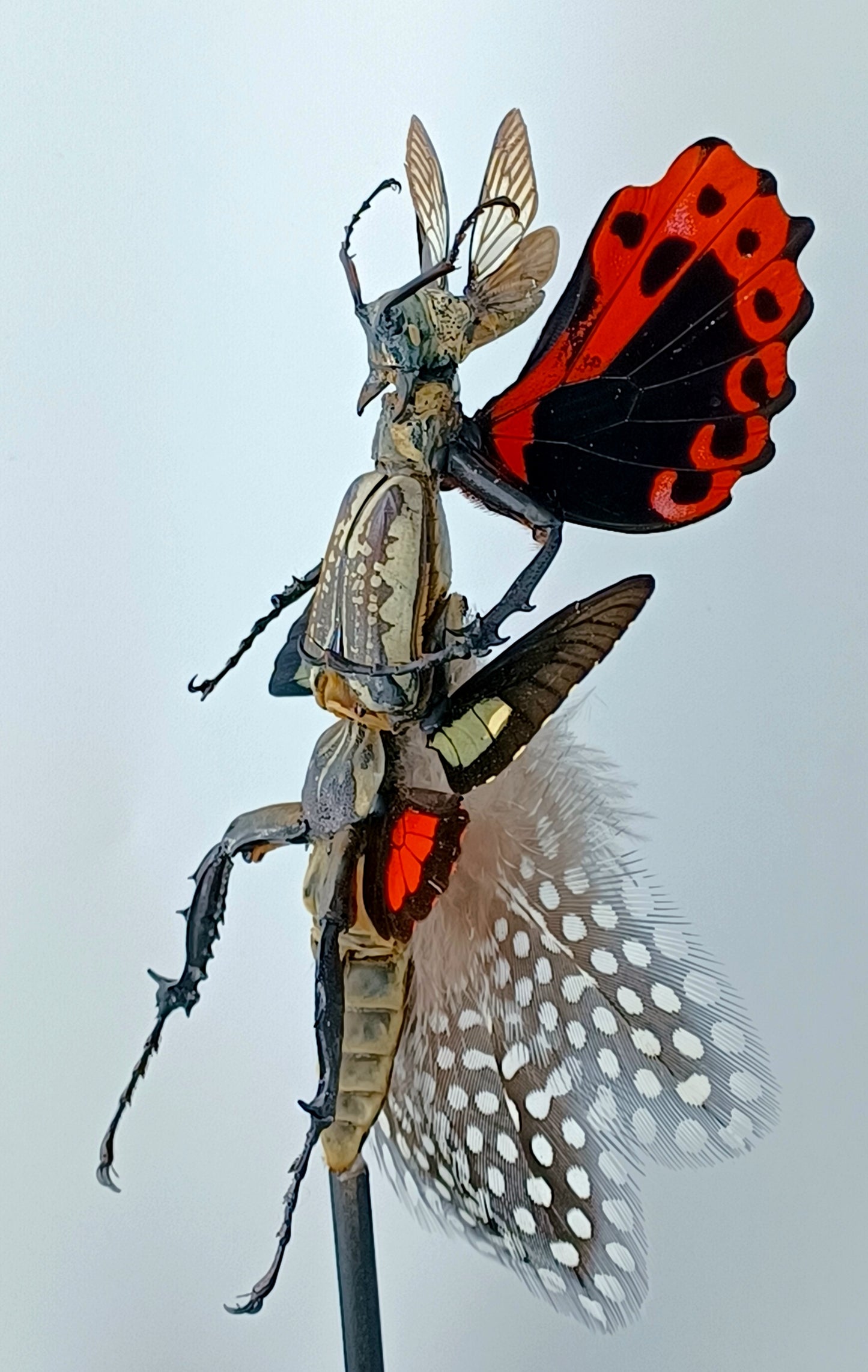 Mythix Fairy - Specimen #058