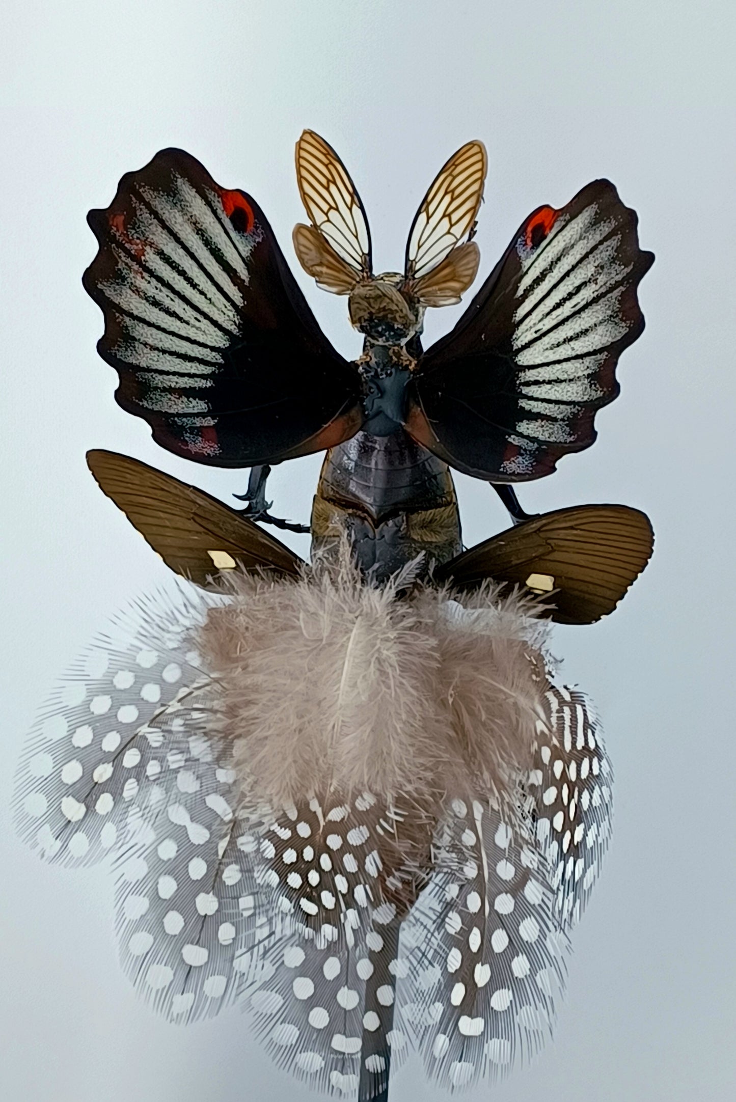 Mythix Fairy - Specimen #058