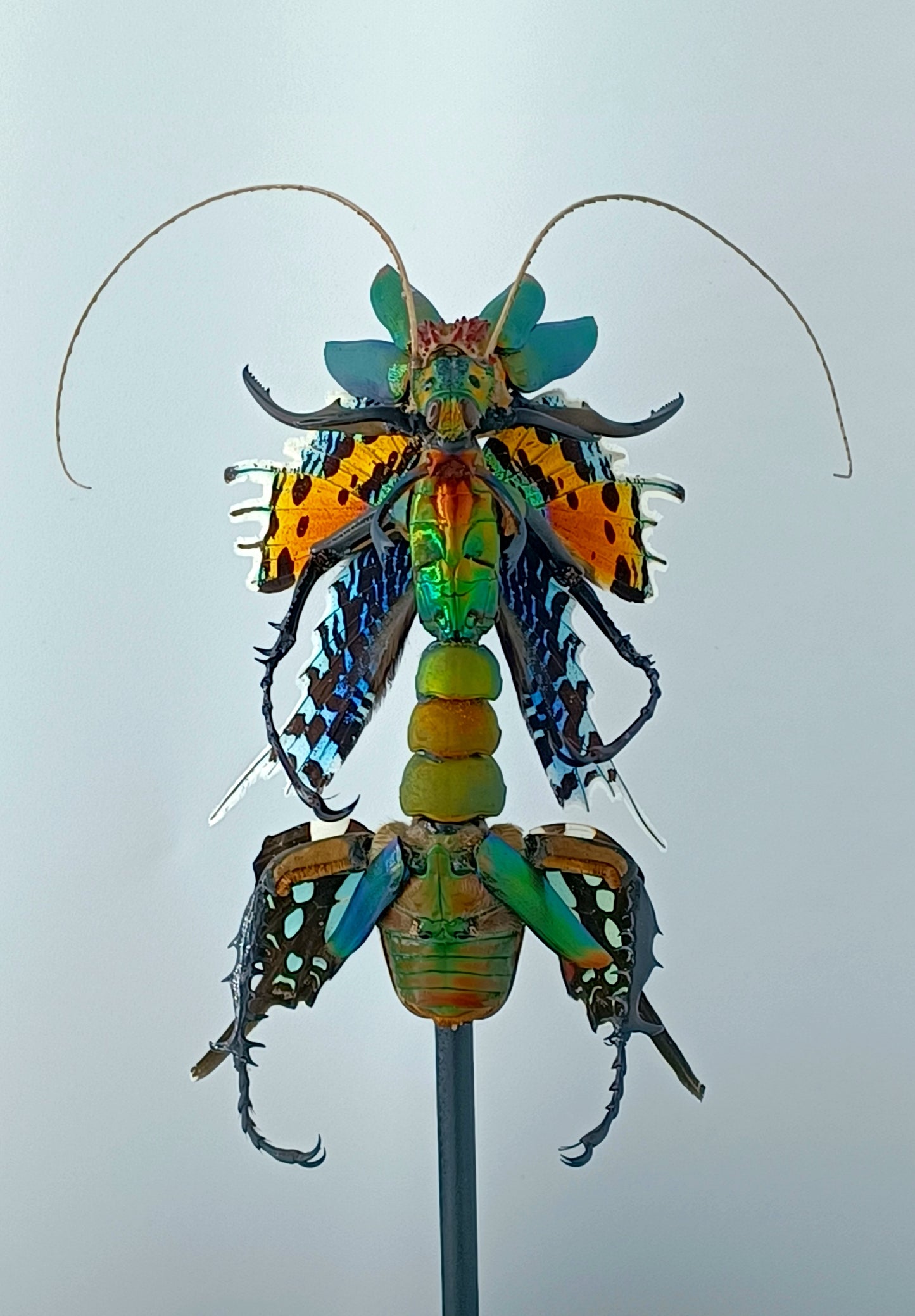 Mythix Fairy - Specimen #060