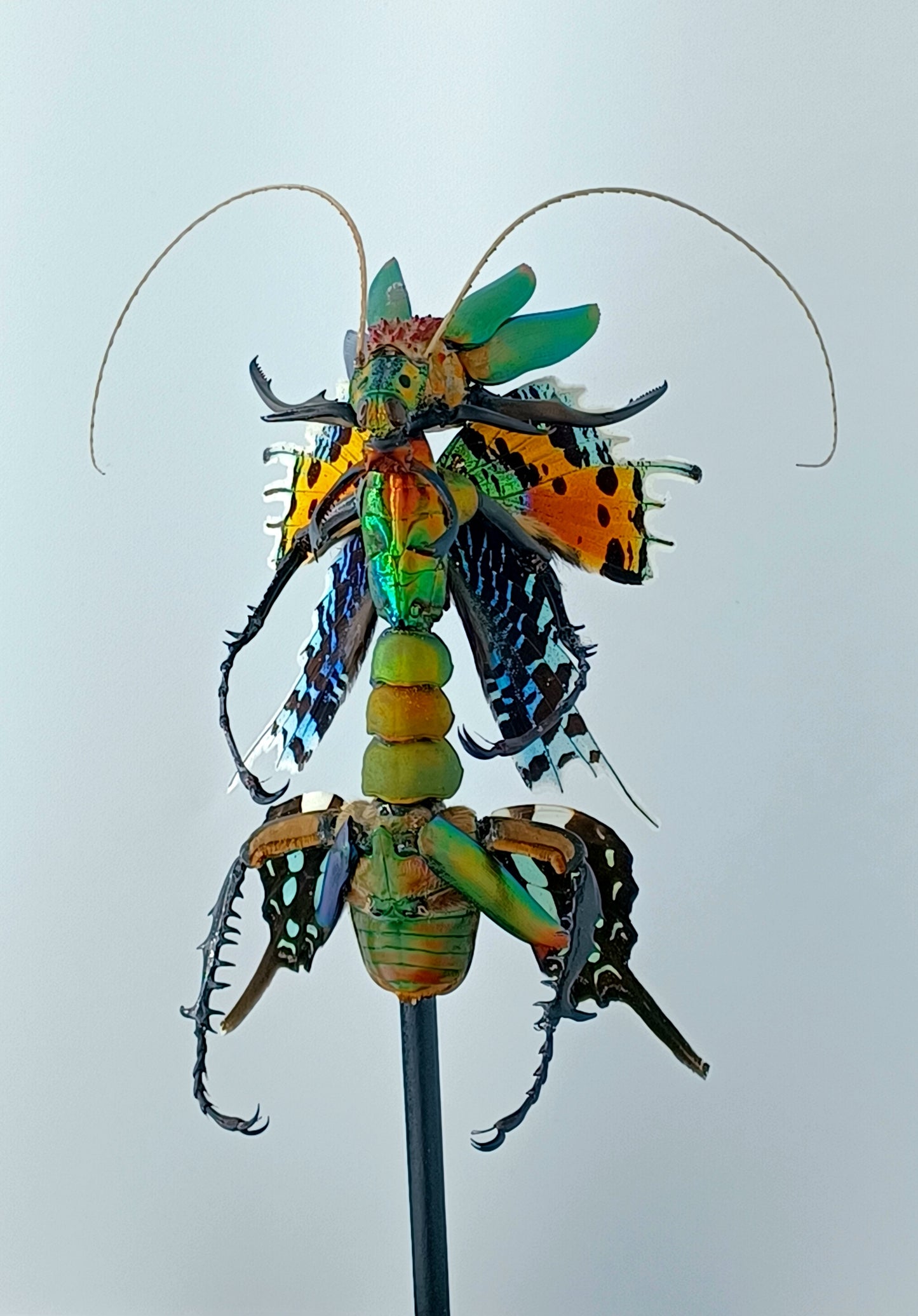 Mythix Fairy - Specimen #060