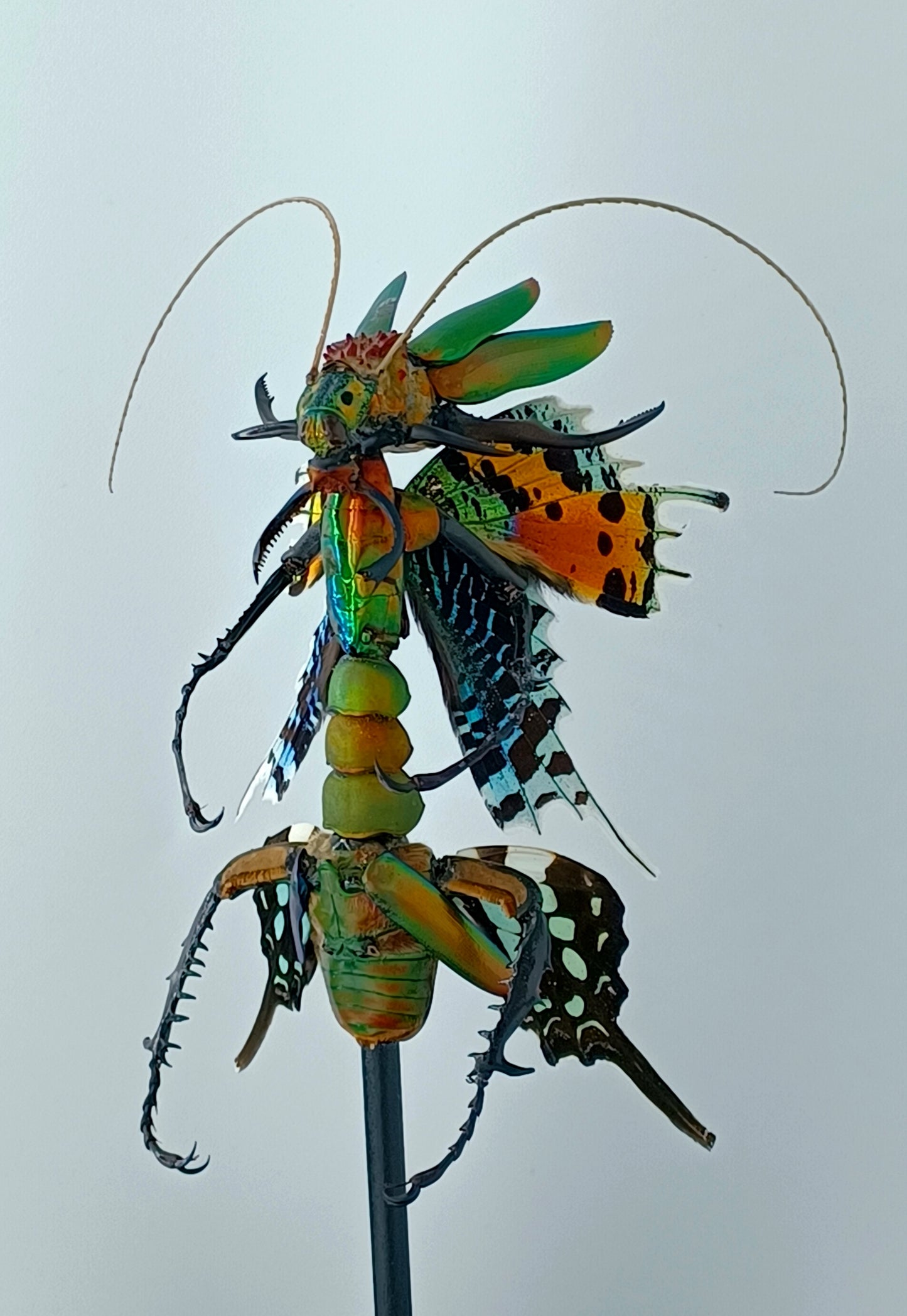 Mythix Fairy - Specimen #060
