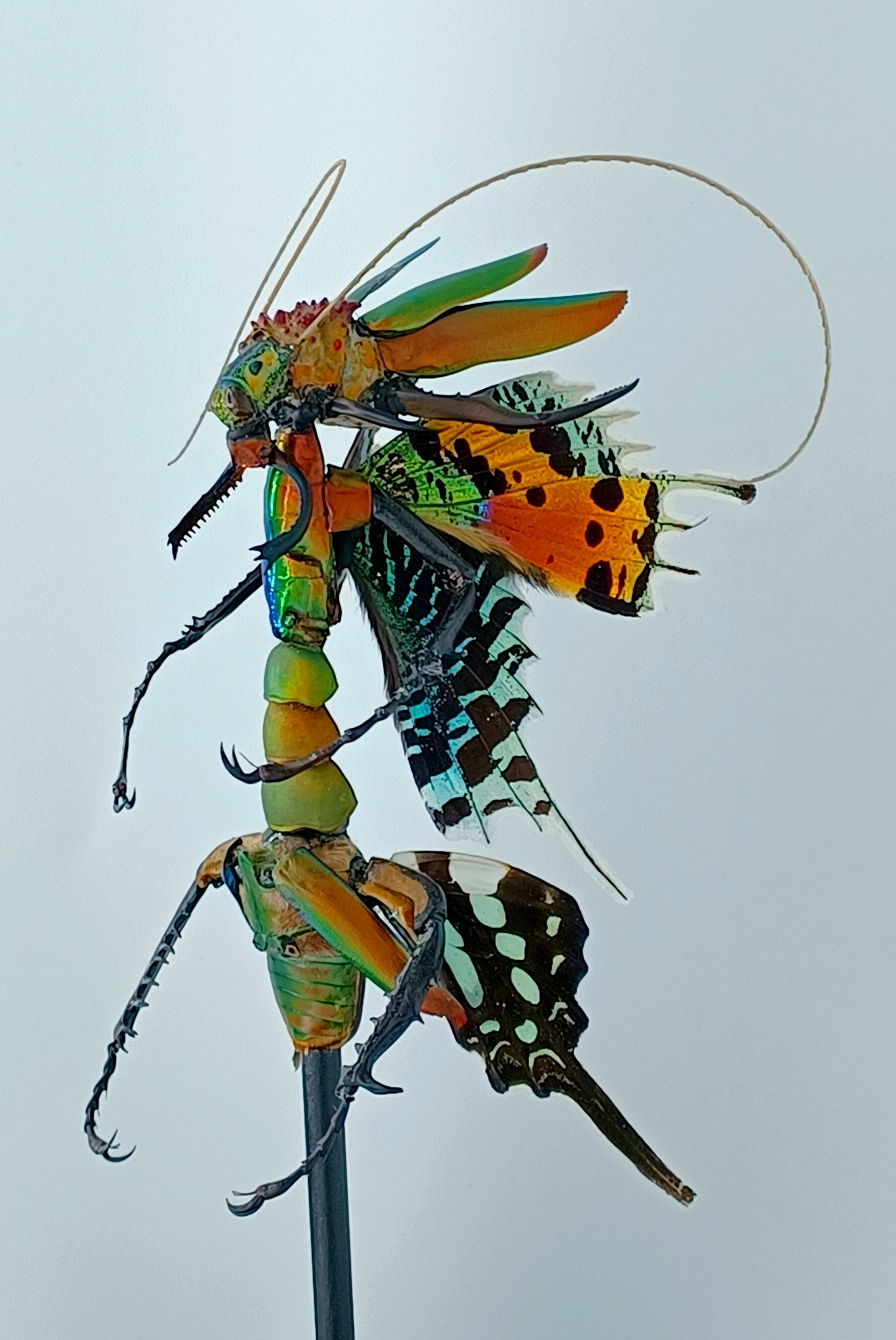 Mythix Fairy - Specimen #060